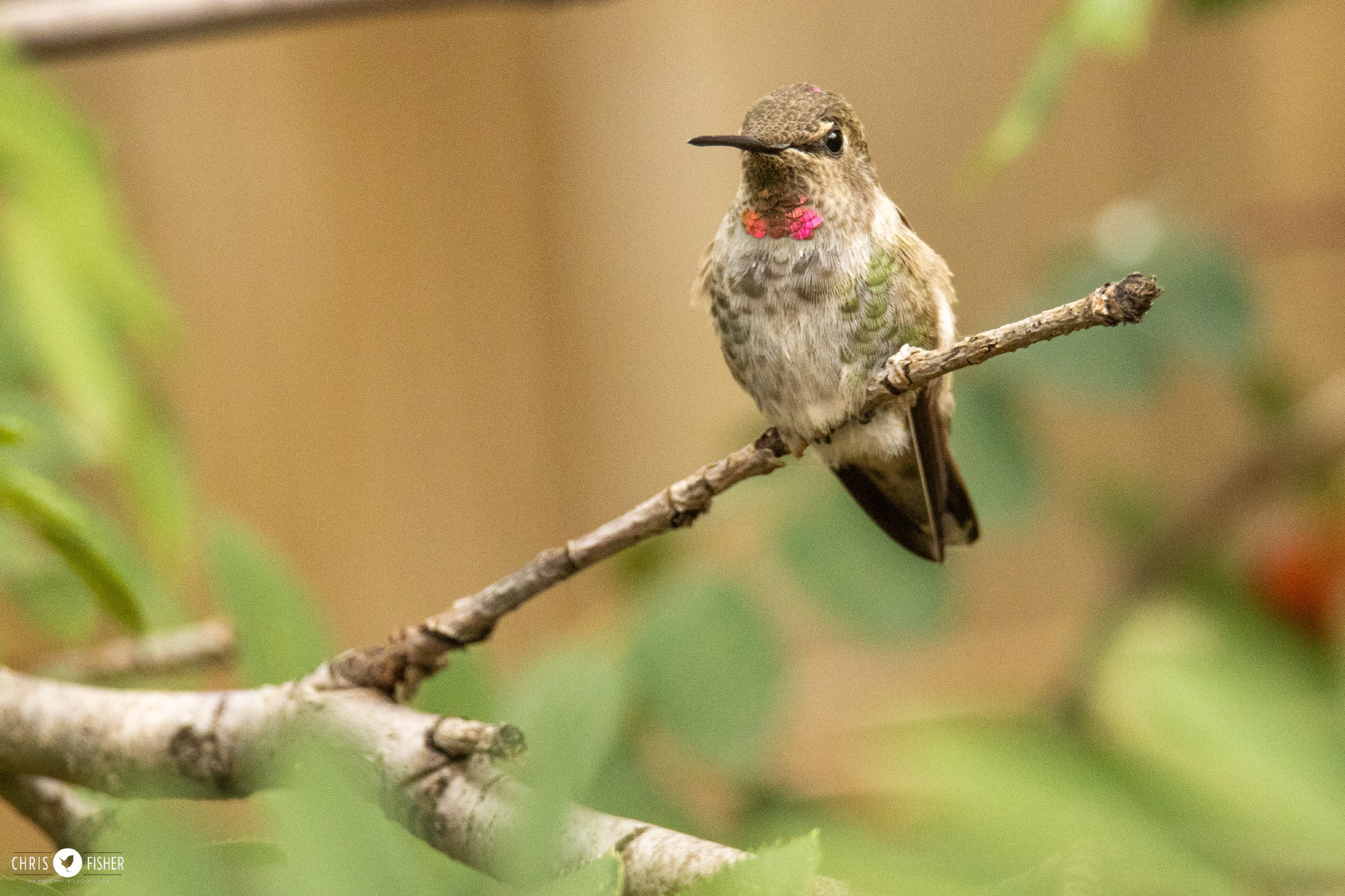 Anna's Hummingbird perched on a small stick.