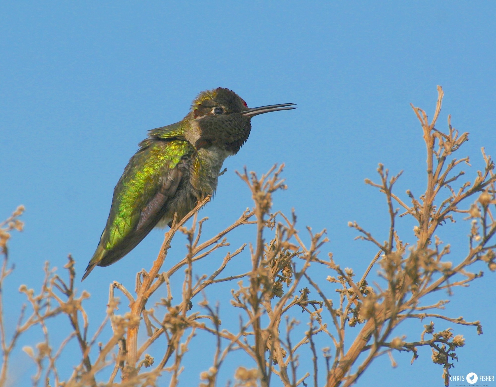 Male Anna's Hummingbirds perched on a shrub with a blue sky background.