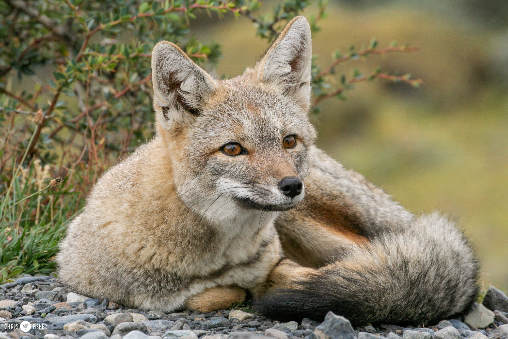 Argentinian Grey Fox lying down in Torres Del Paines National Park 2009