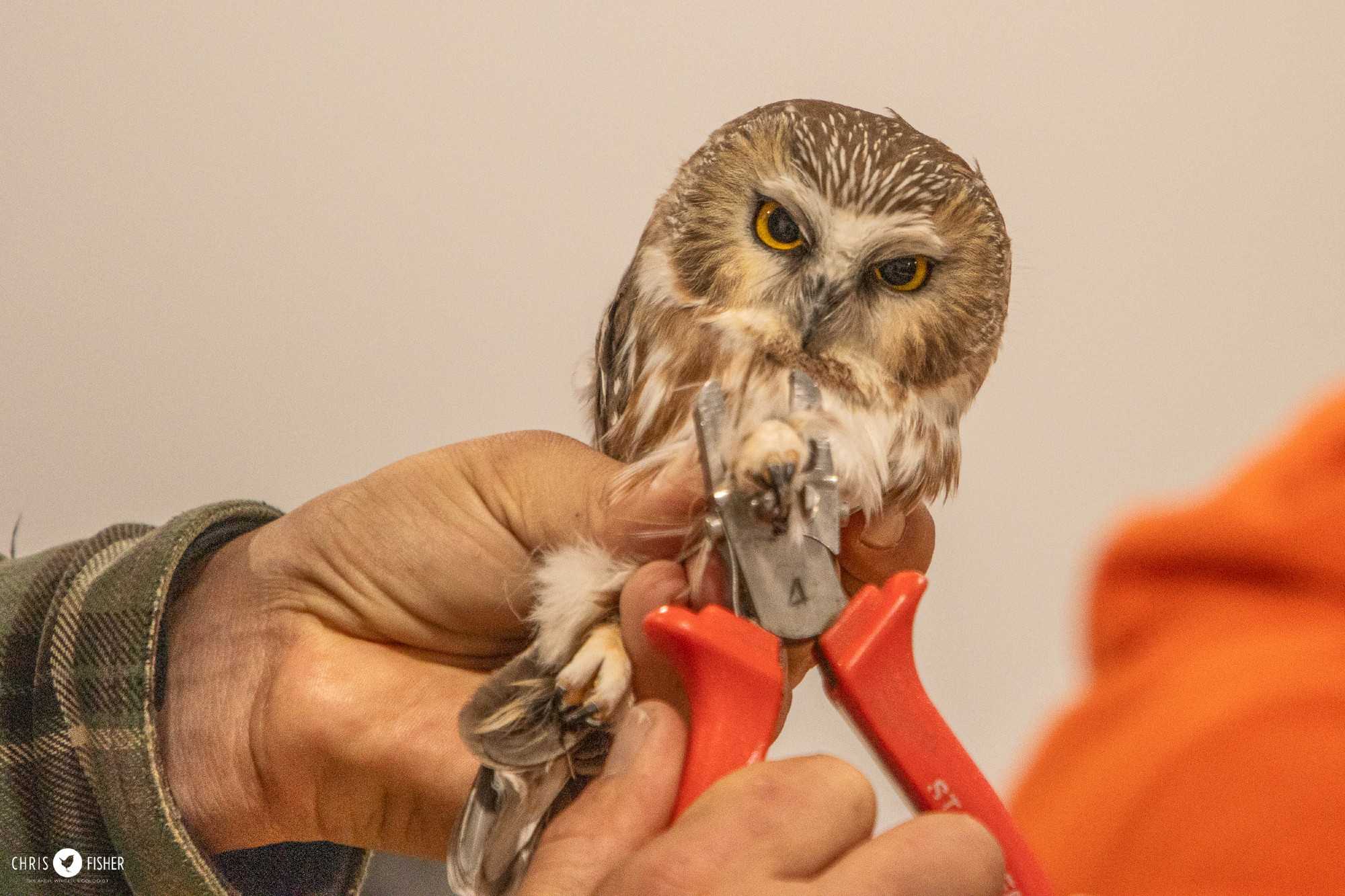 Northern Saw-whet Owl being banded by a bird researcher.