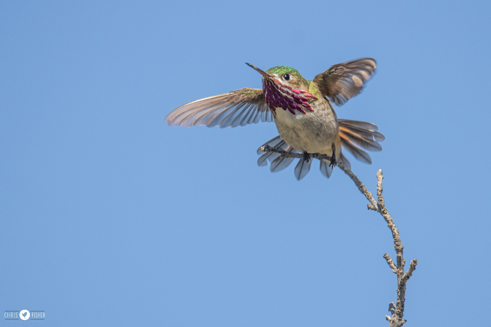 Male Calliope Hummingbird displaying atop a branch.