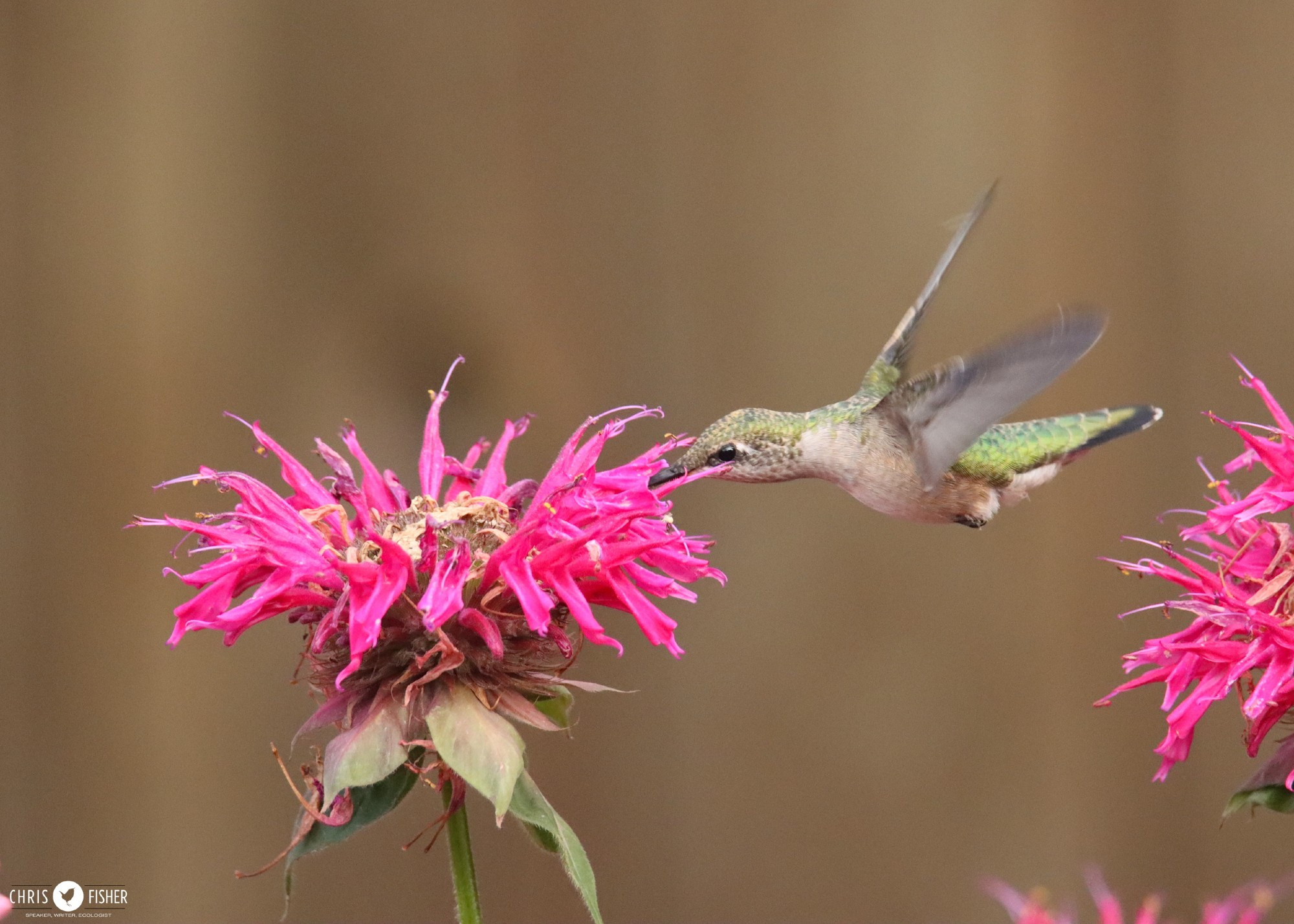 Female Ruby-throated Hummingbird feeding on beebalm.