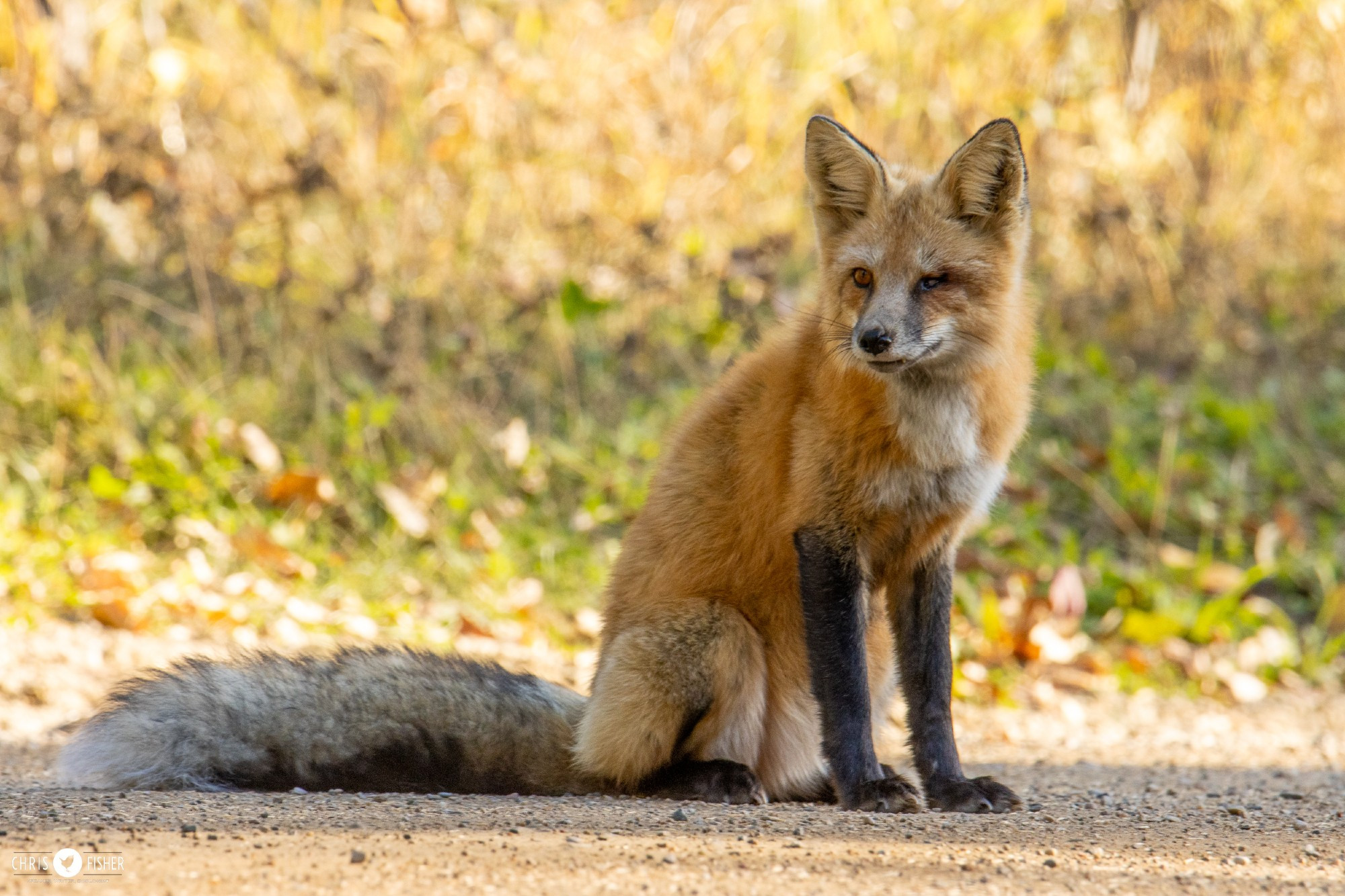 Red Fox sitting on a path. Individual has an injured/missing left eye.