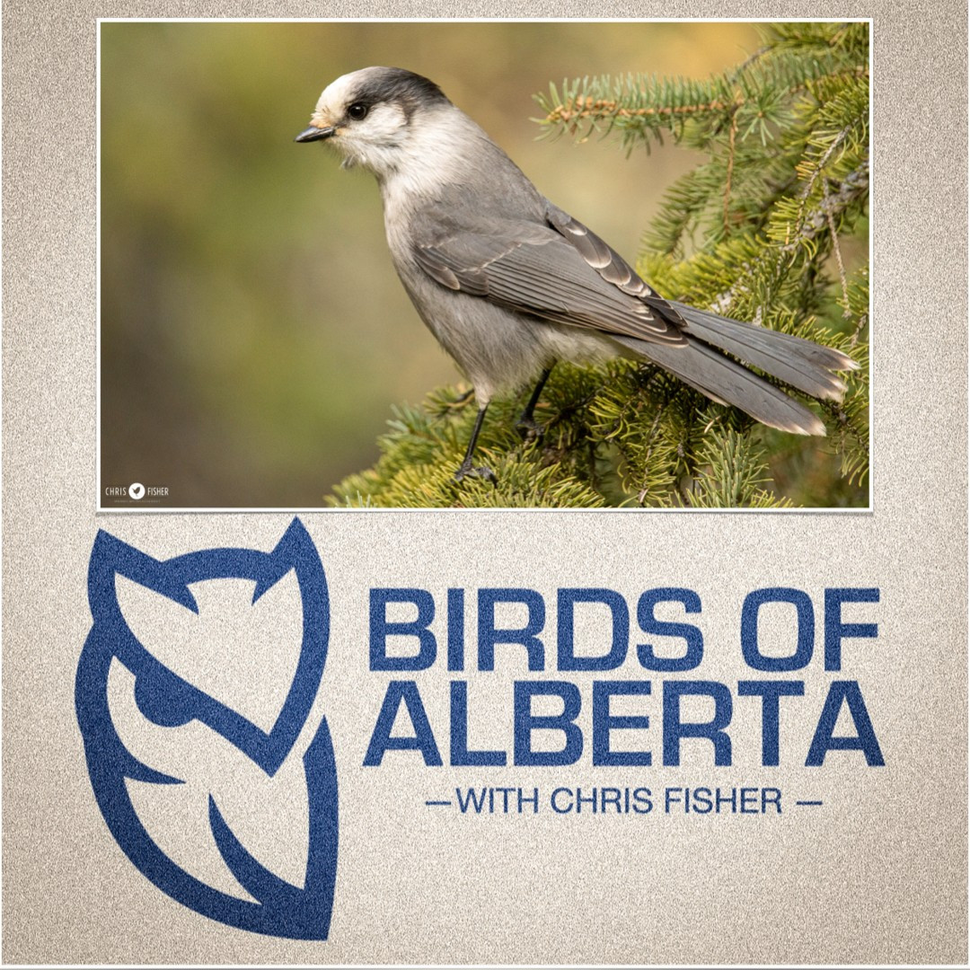 Canada Jay perched on a branch with the Birds of Alberta podcast logo