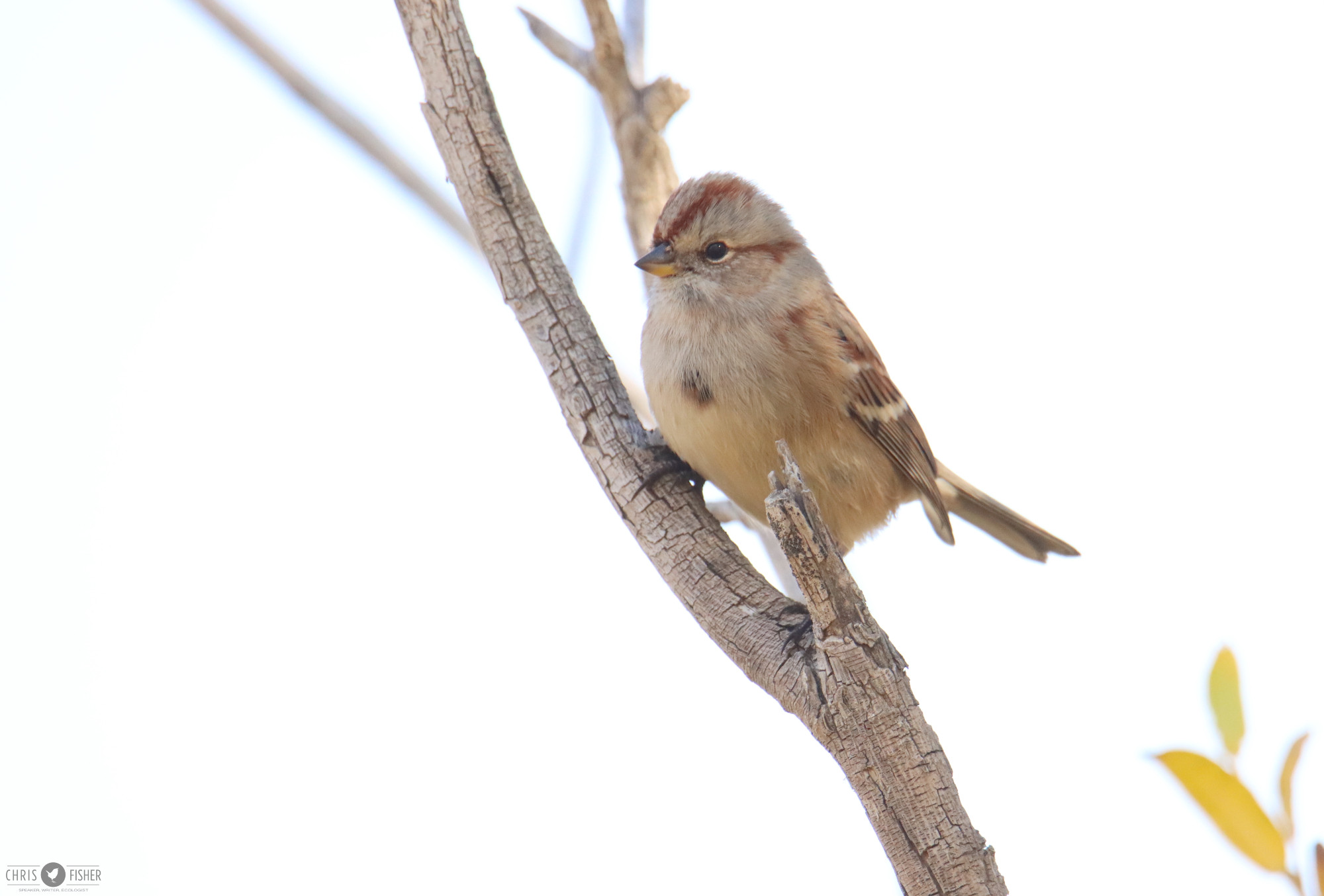 American tree Sparrow, a small bird perched on a branch with an all-white background.