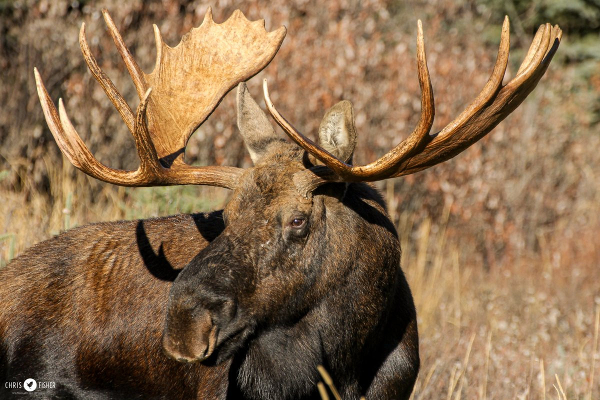 A mature bull Moose in fall colours.