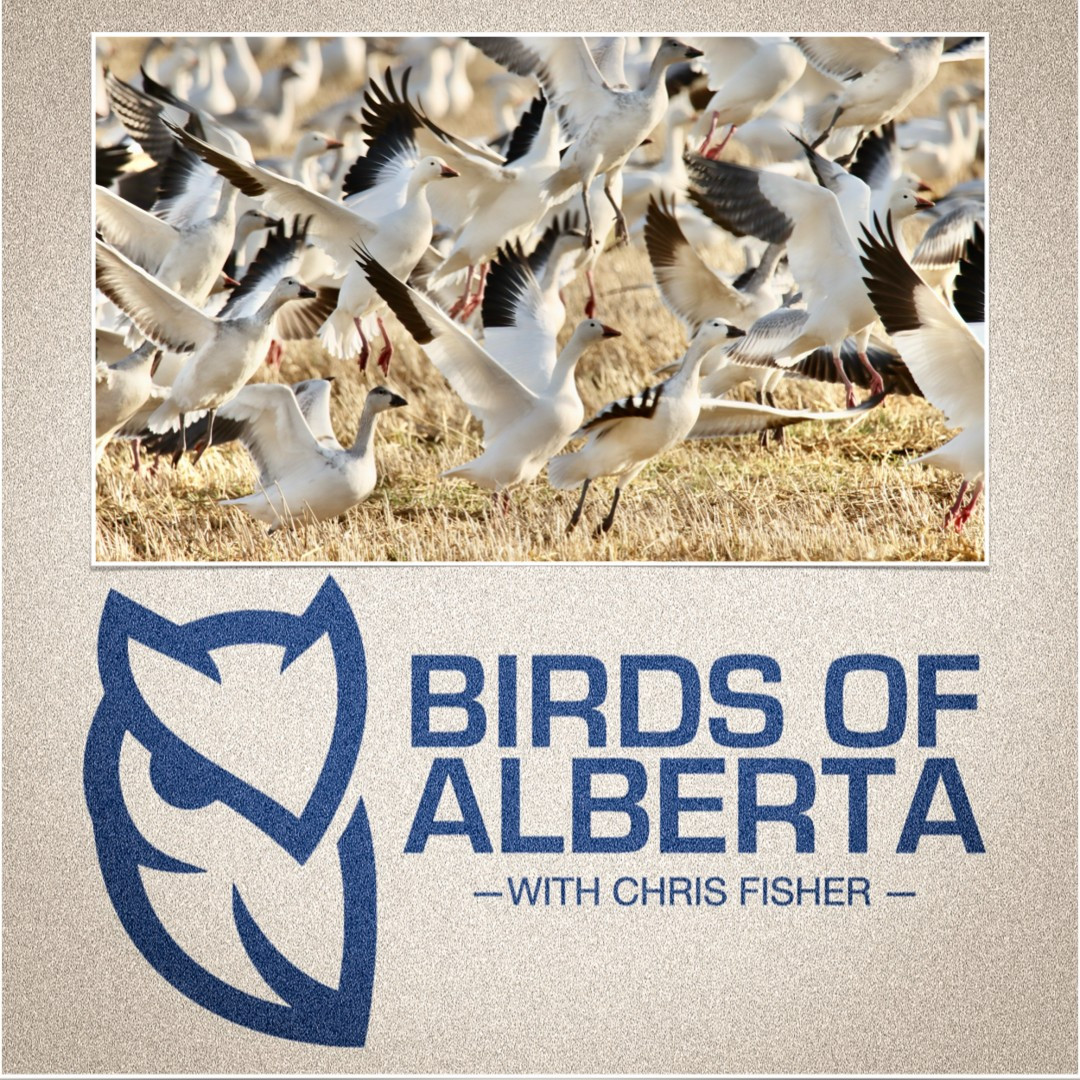 The Birds of Alberta podcast logo with an inset of Snow geese rising in the air.