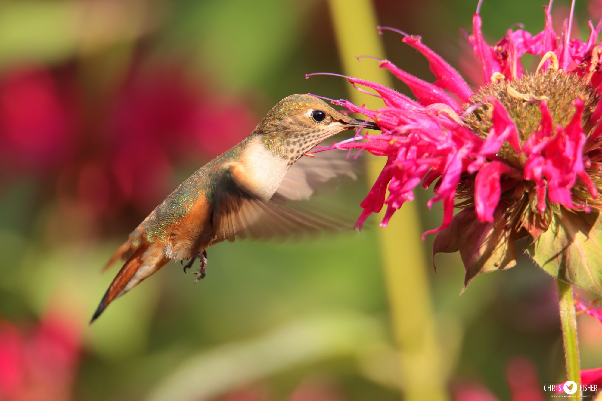 Young male or female Rufous Hummingbird feeding on beebalm.