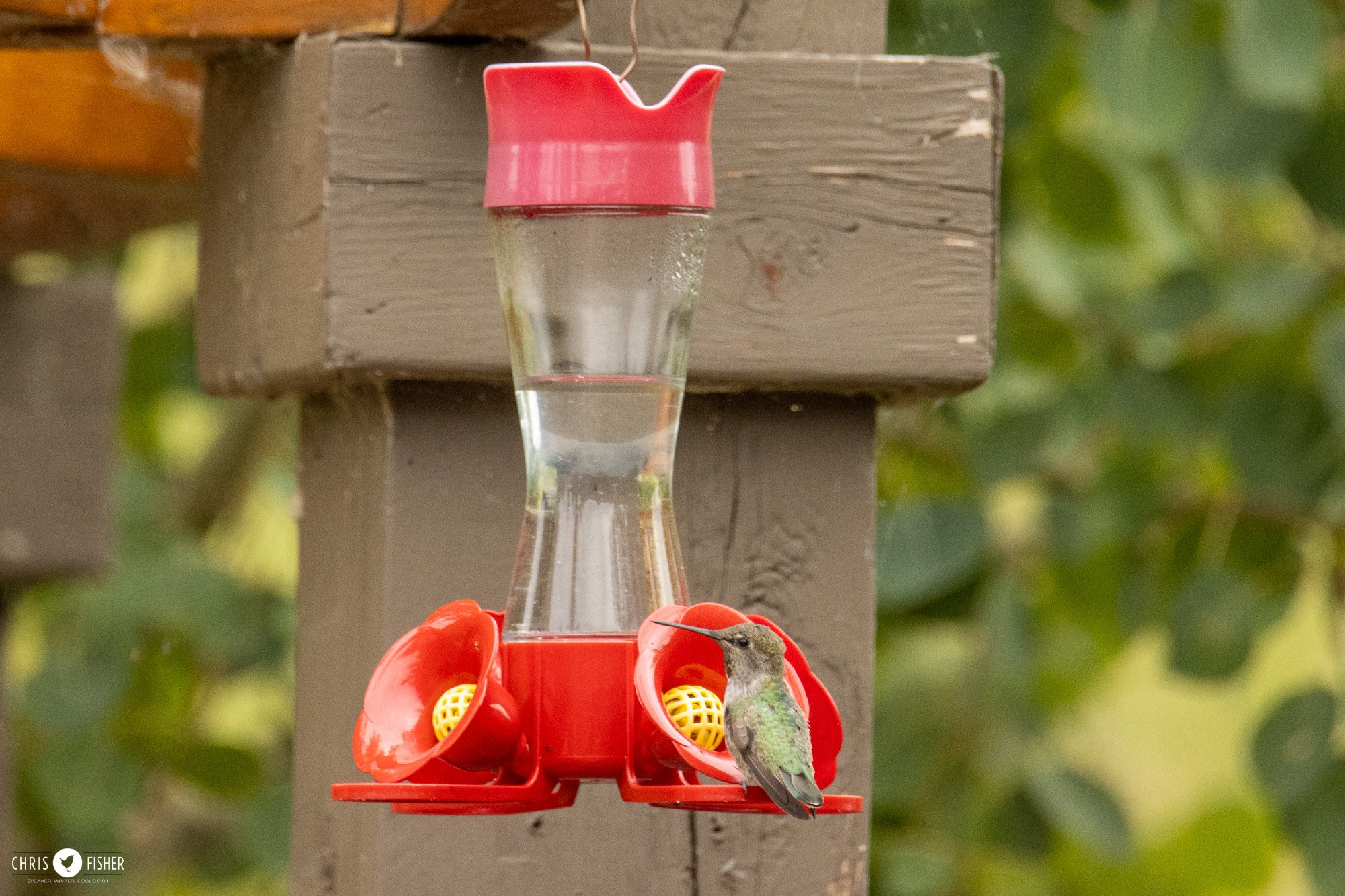 Young Anna's Hummingbird on a hummingbird feeder.