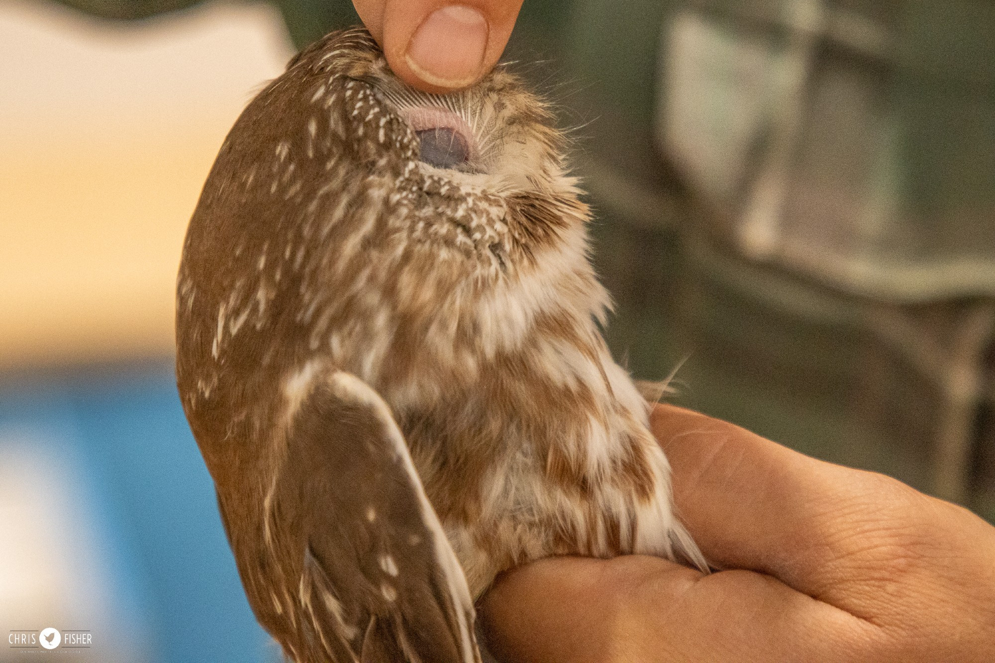 A researcher gently folds back feathers to look into the ear of a Northern Saw whet Owl.