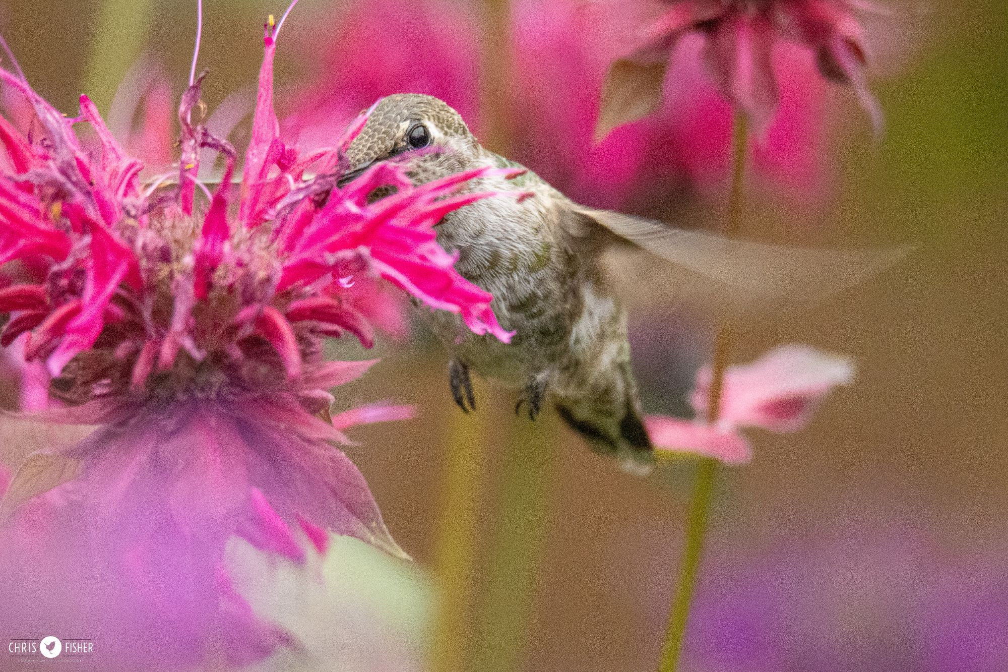 Young Anna's Hummingbird feeding on bee balm.