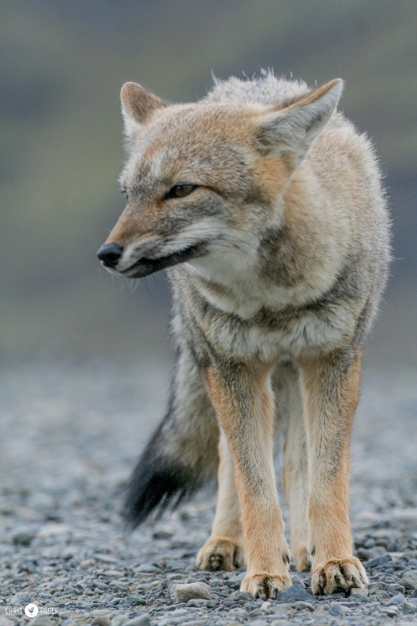 Argentianian Grey Fox standing on a path showing a healed scar on its upper lip.