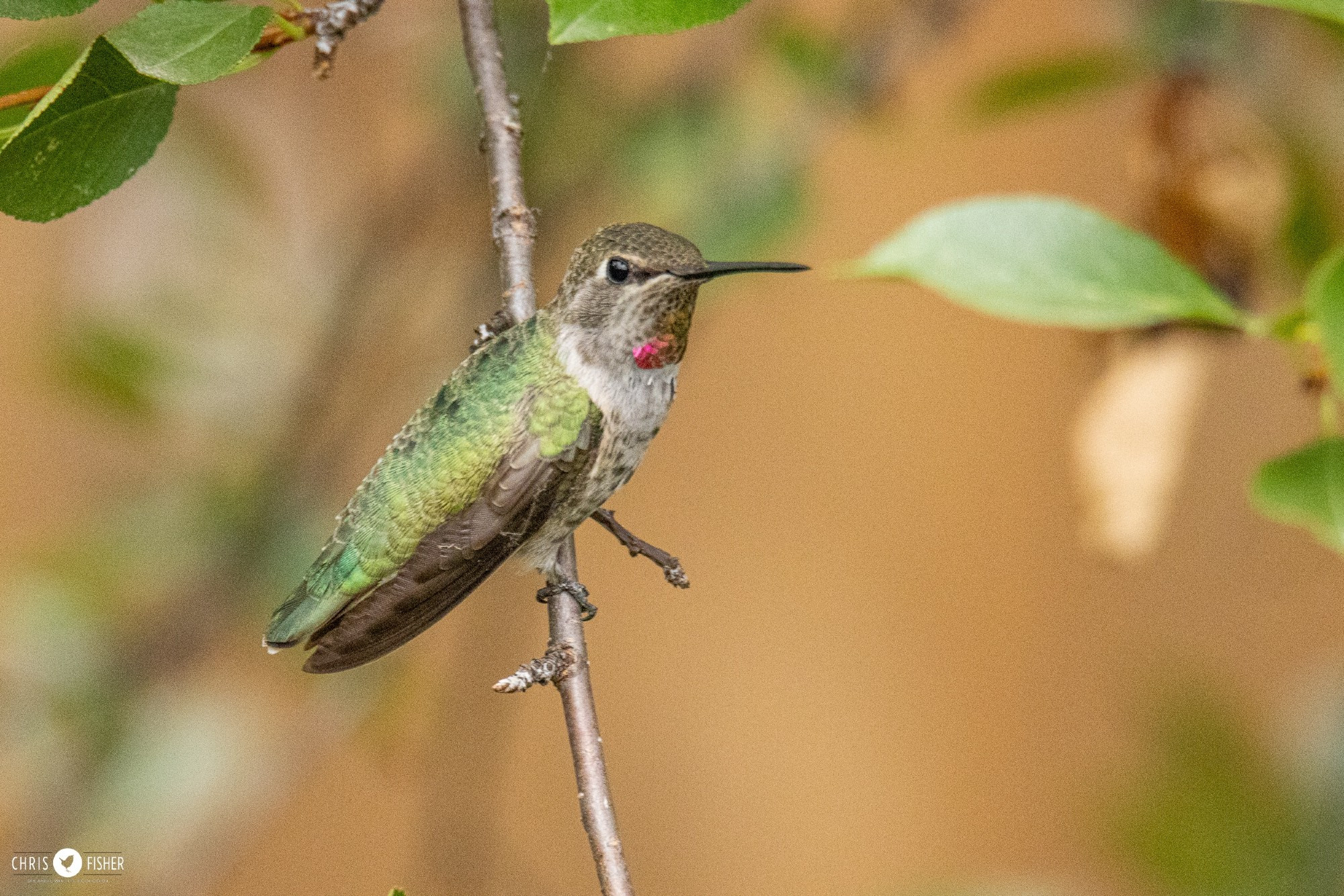 Immature male Anna's Hummingbird with a hint of rose gorget.