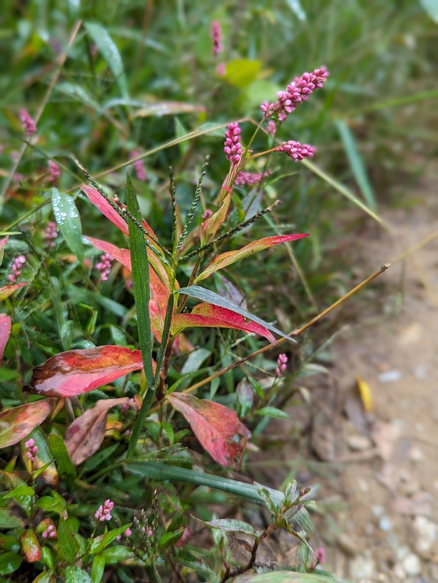 Persicaria maculosa, also known as "ladysthumb" or "redshank"