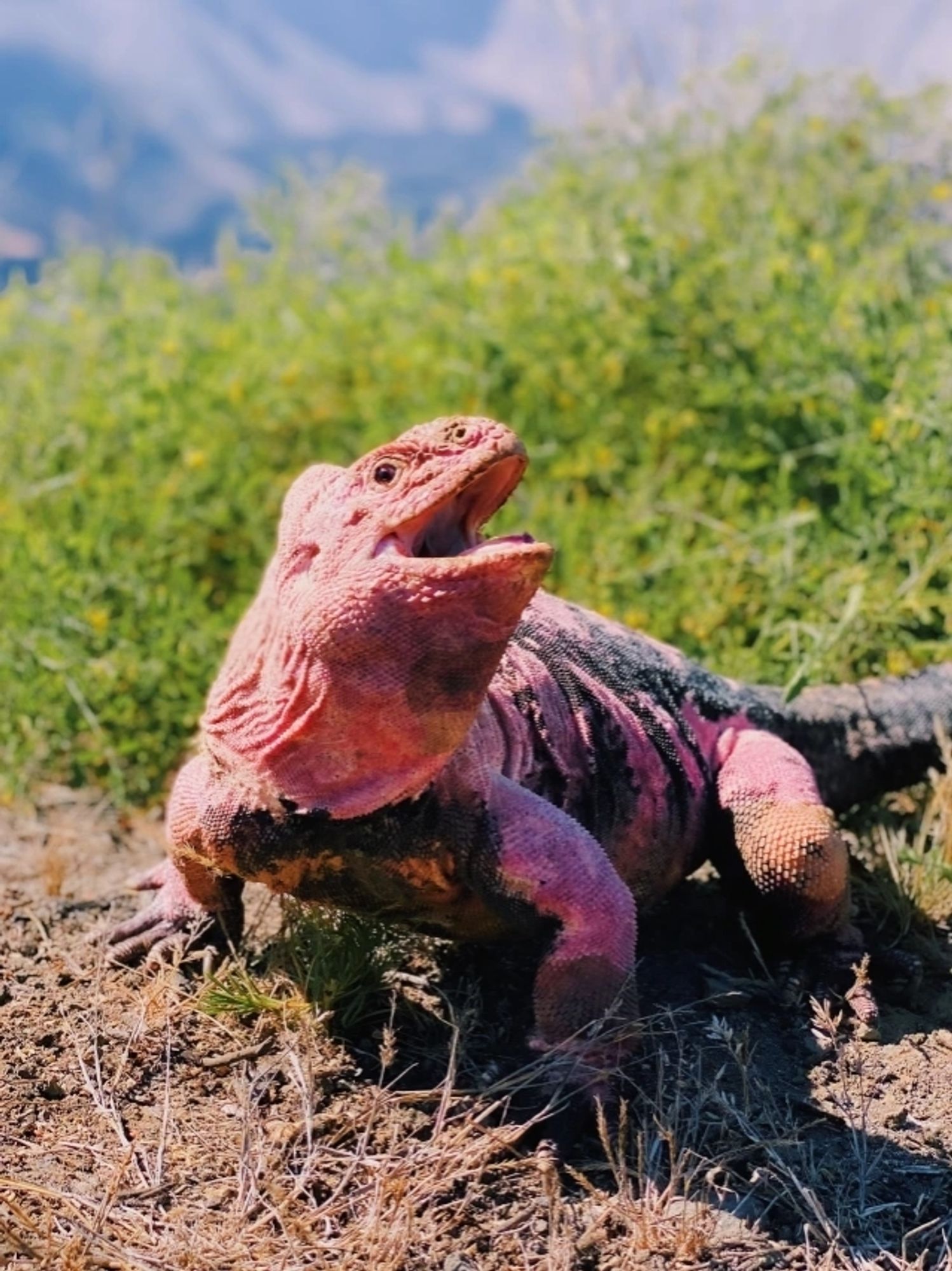 A pink land iguana being majestic as fuck