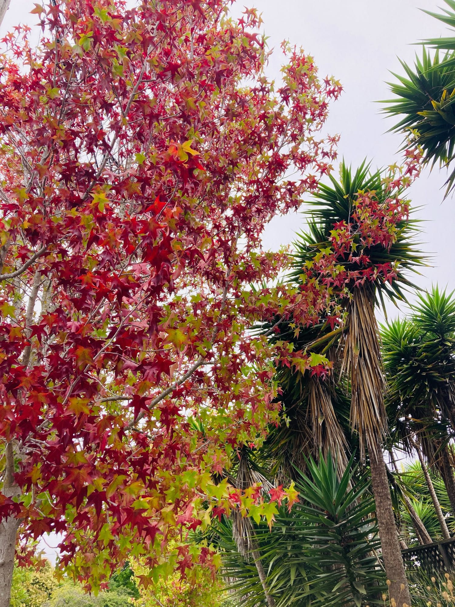 Trees with red and green leaves.