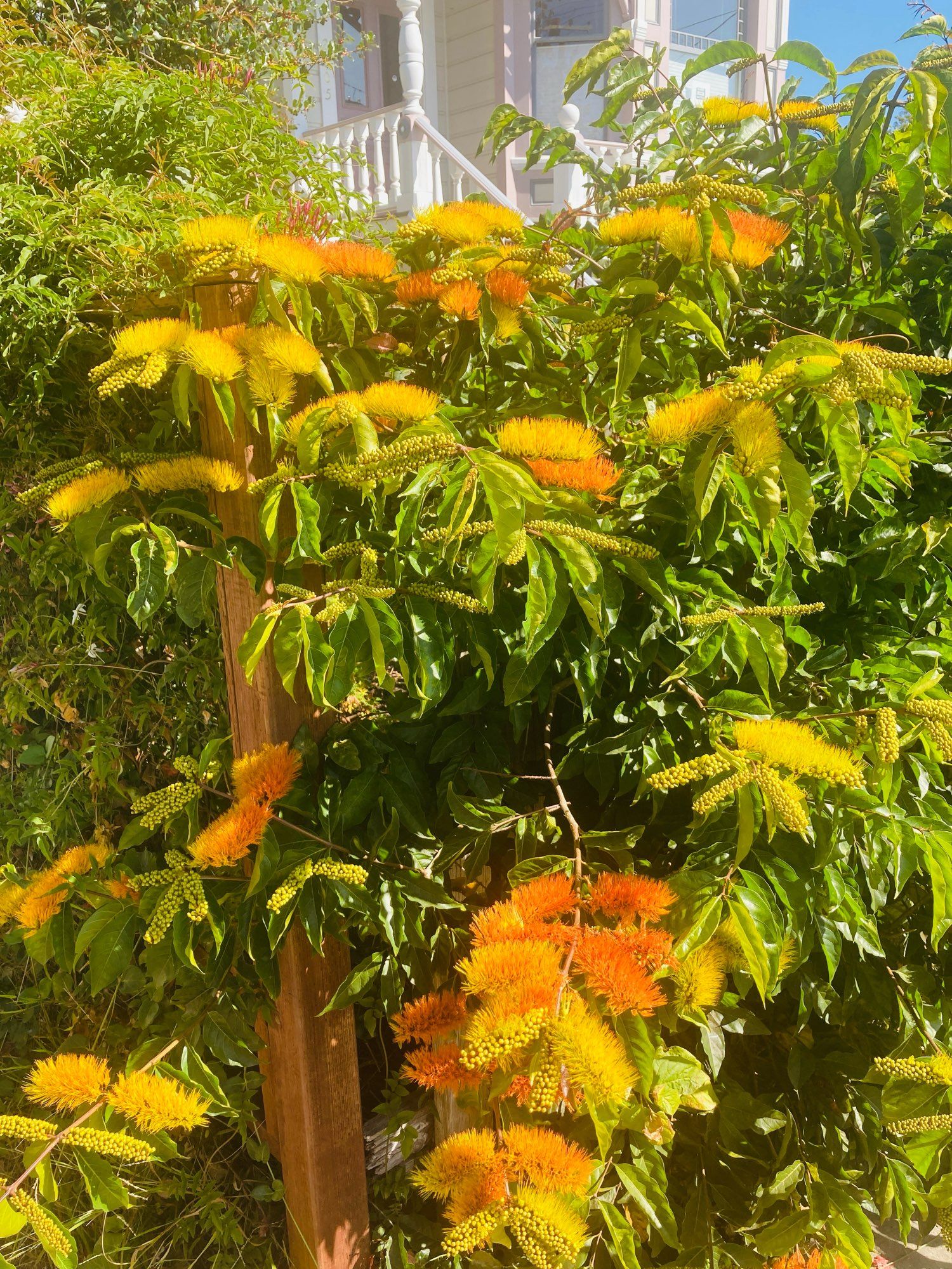 Colorful bush with yellows, oranges, and green.