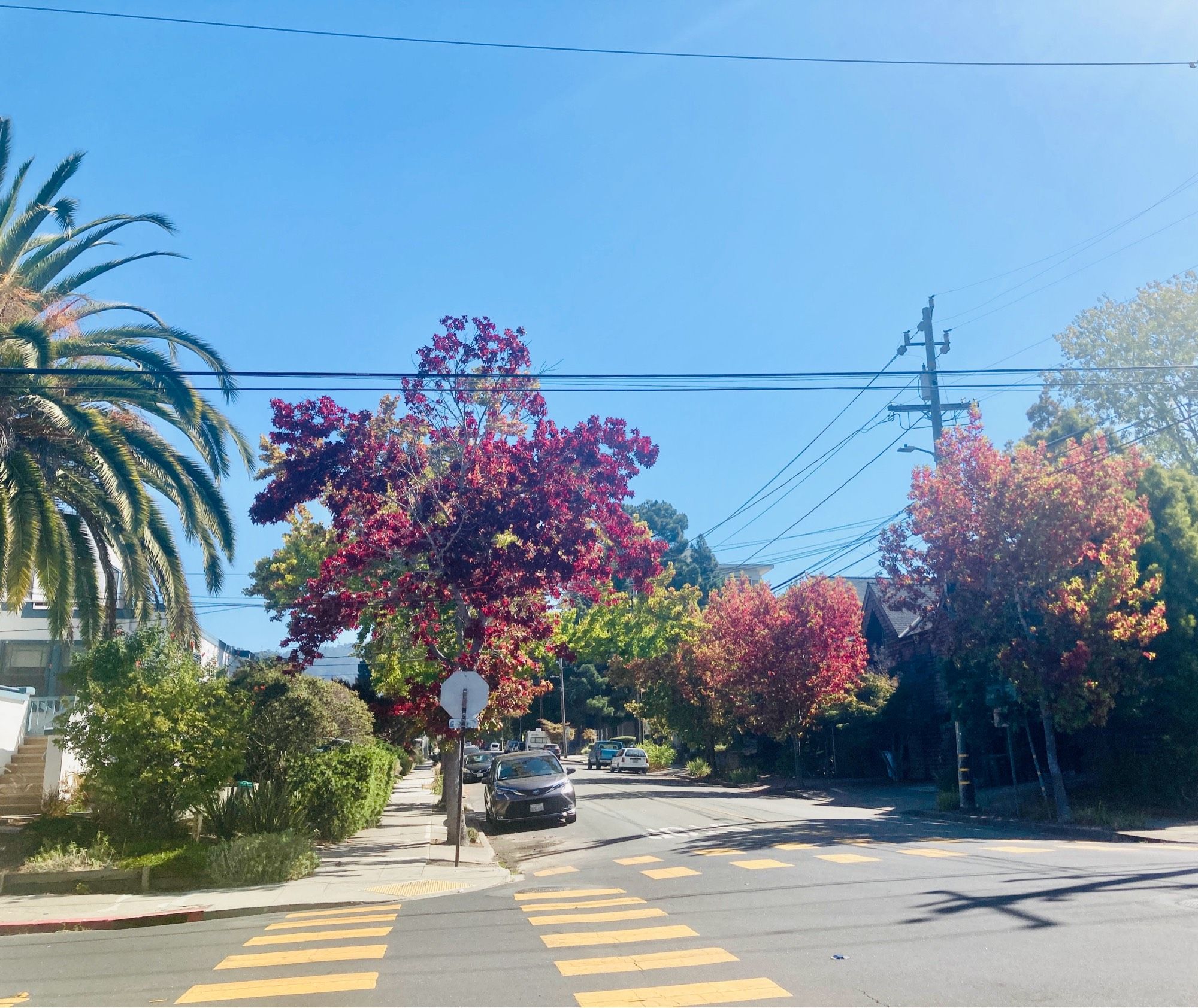 Quiet, tree-lined street with green, orange, and red leaves and a palm tree in the corner.