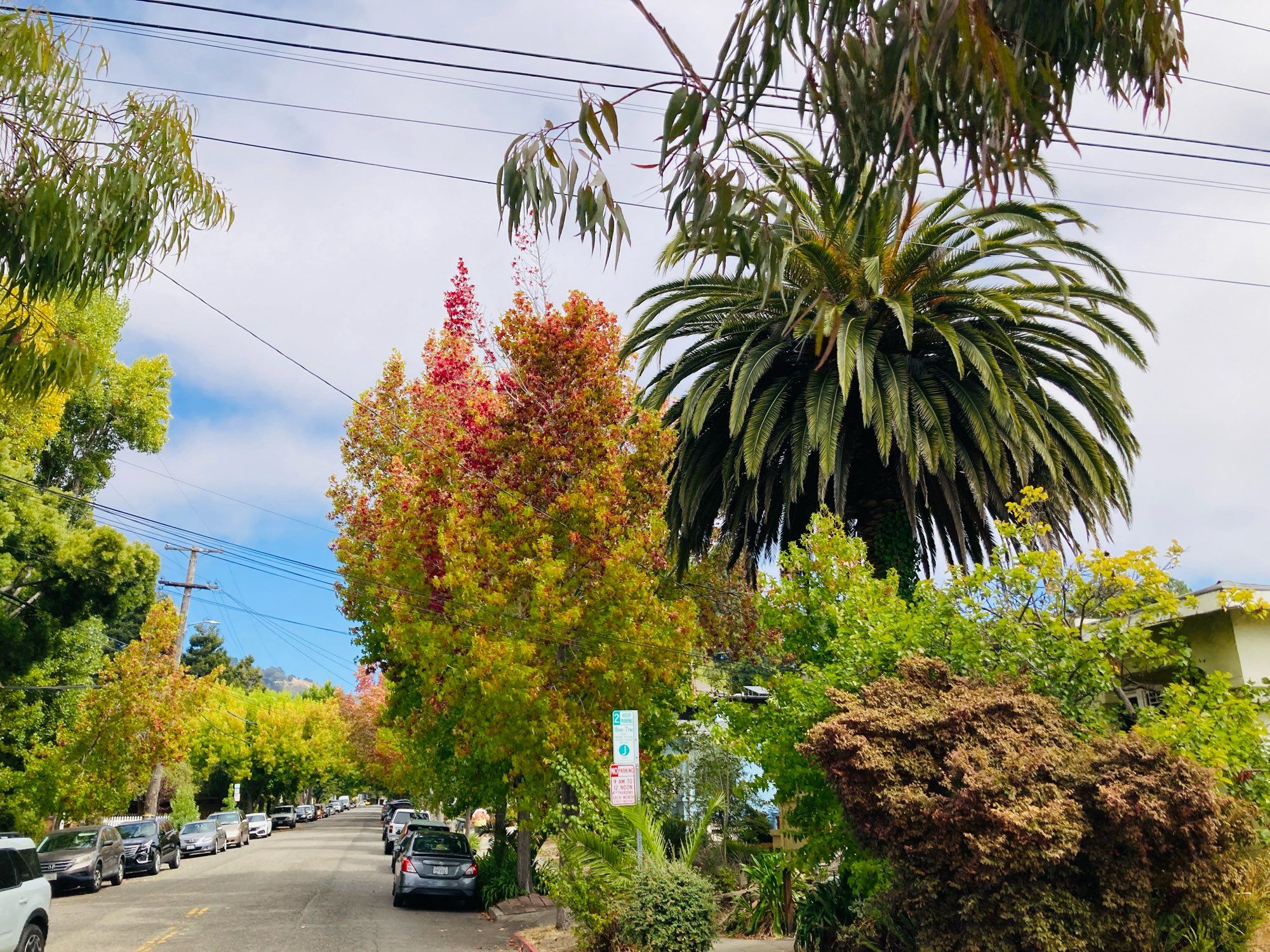 Tree-lined street with green and red leaves and a large palm tree.