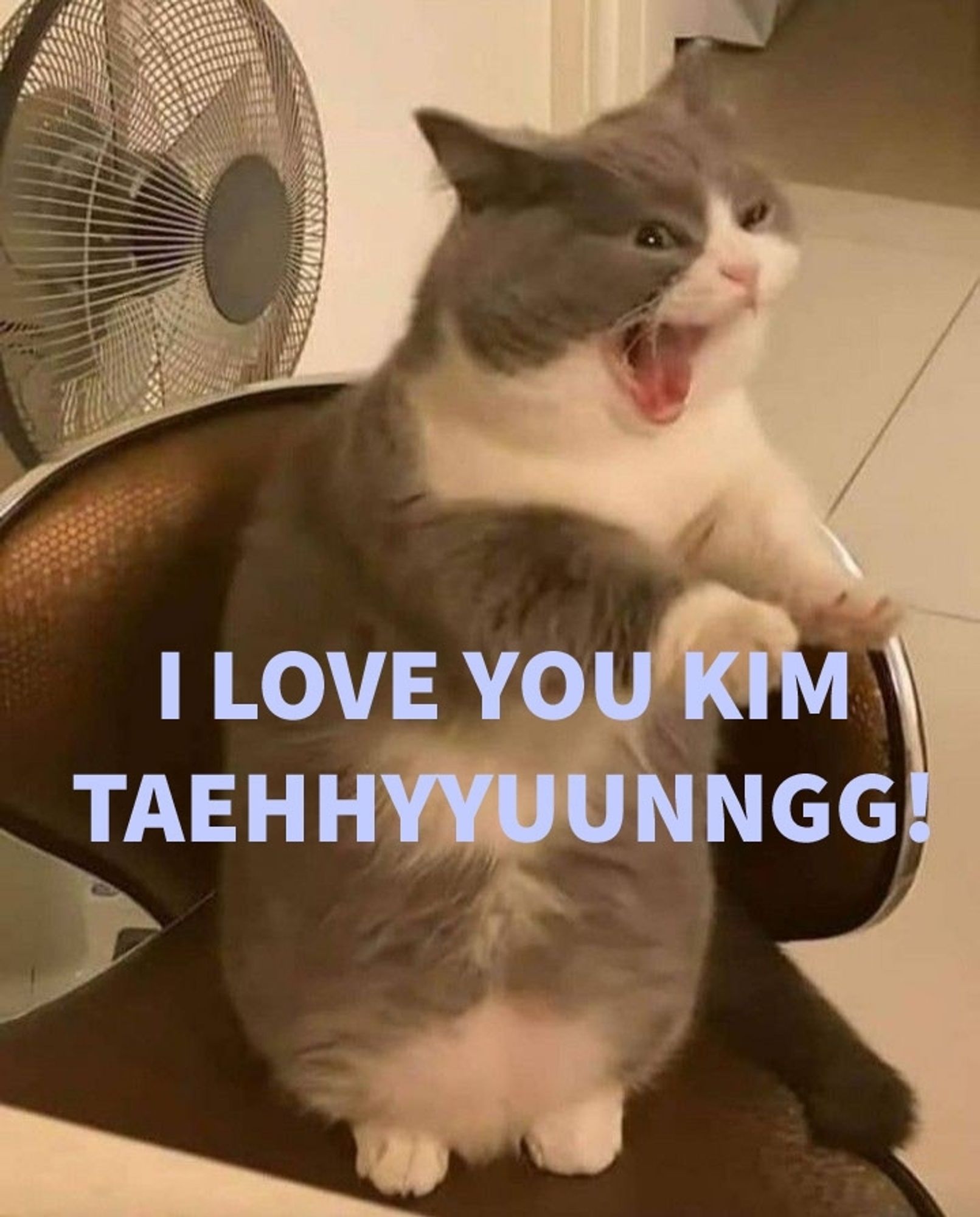 Cat screaming I love you Taehyung