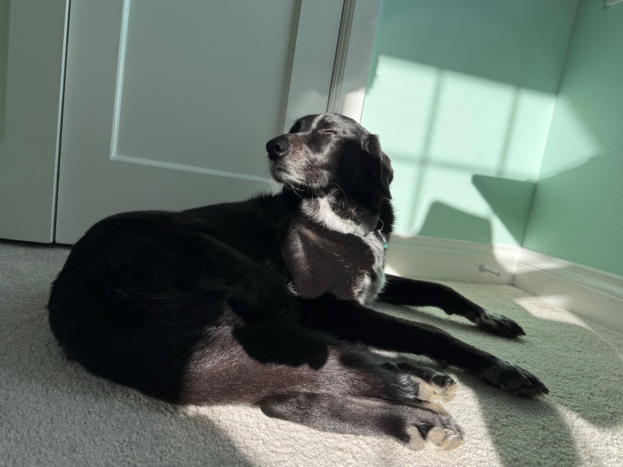 A black lab mix dog lies in a small patch of sun in a carpeted floor. She has her chin up and her eyes closed.