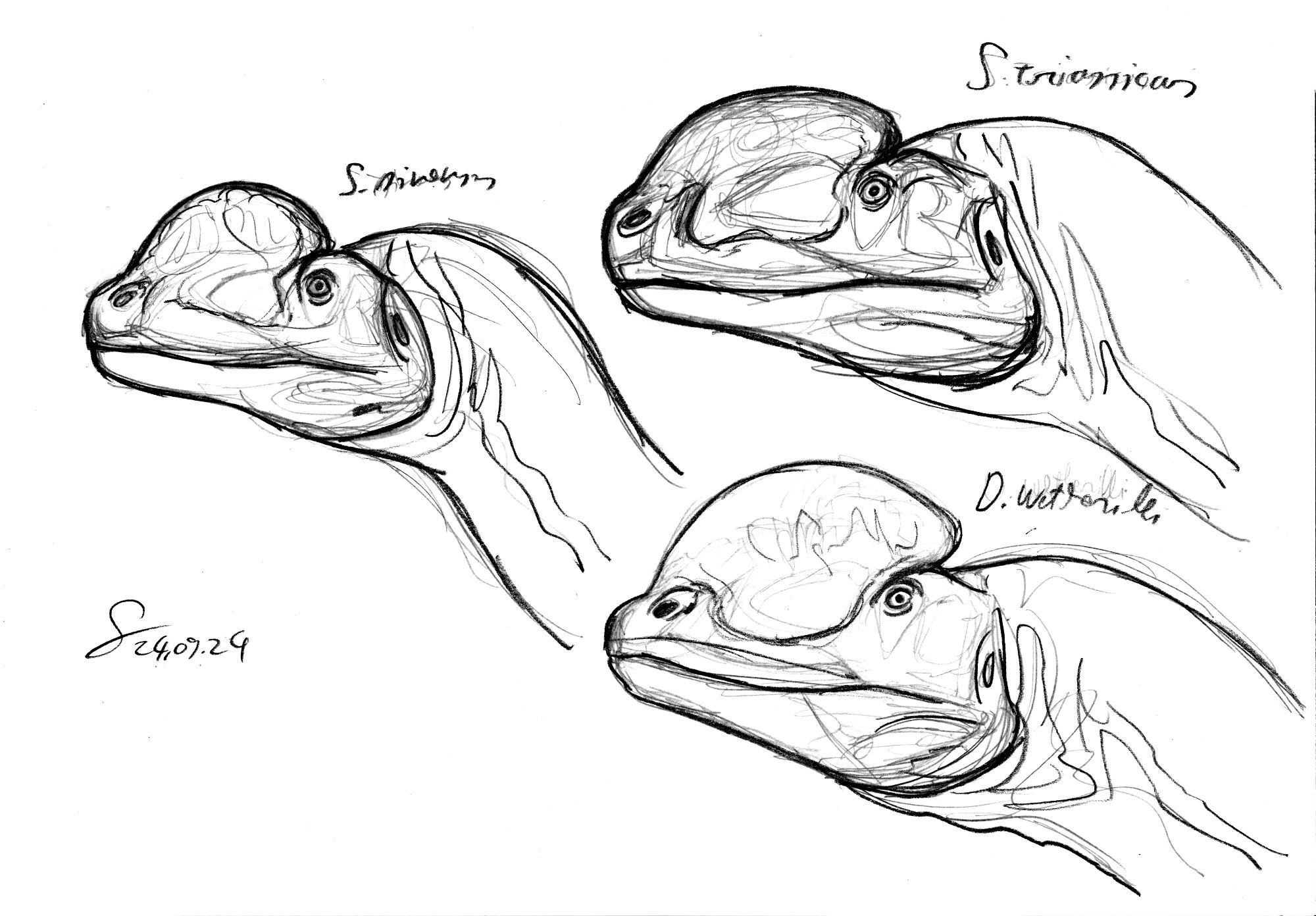 traditional sketch portrait of Sinosaurus sinensis (center left), Sinosaurus triassicus (top right) and Dilophosaurus wetherilli (bottom right) references used from Dan Folkes and Brian Engh, 2024, Guillaume Babey