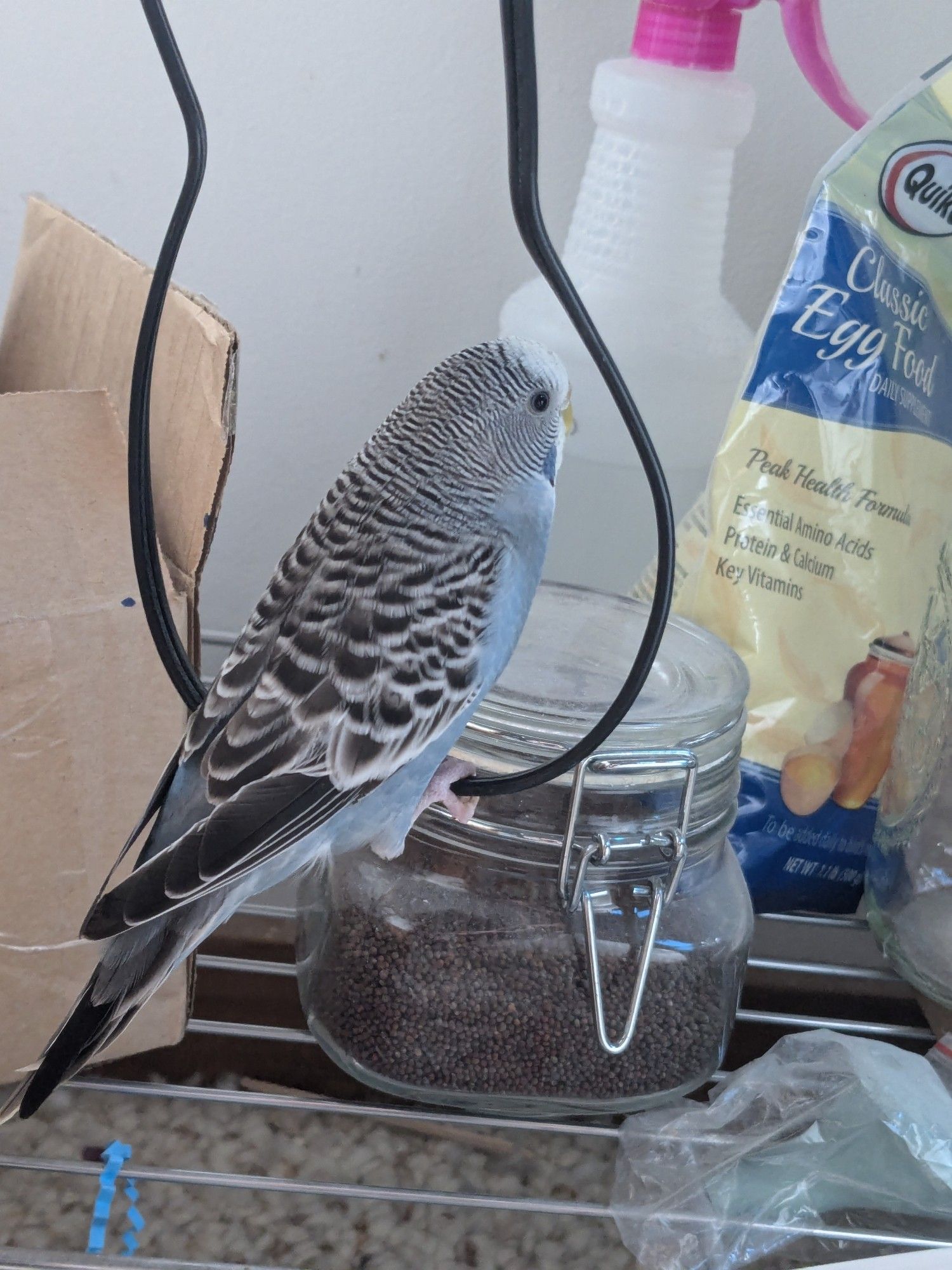 Budgie perching on a loose power cord.