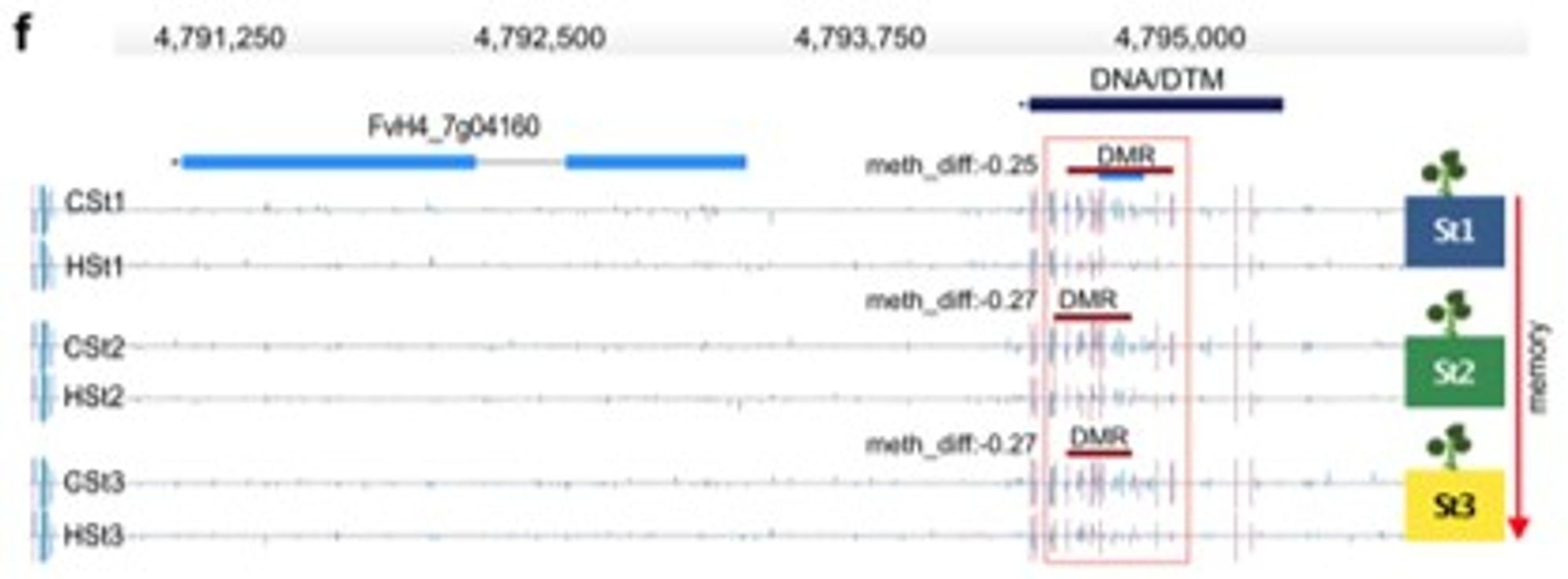 genome browser track of DNA methylation in strawberry