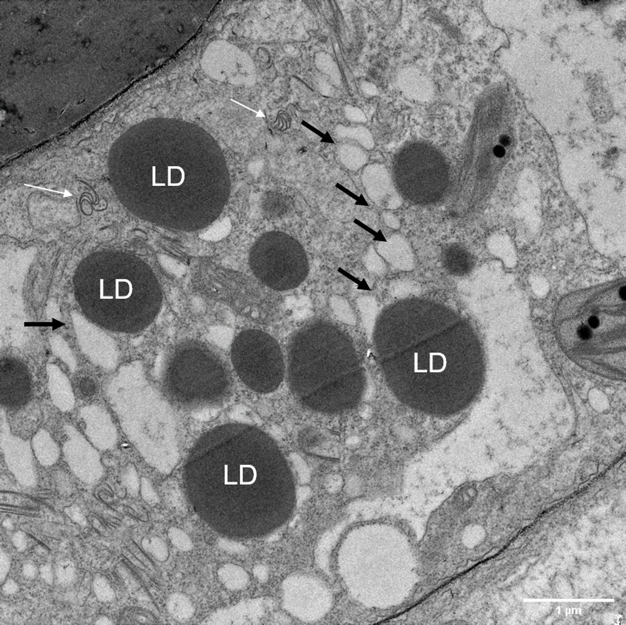 Electron microscope observation. Black arrows indicate virus replication vesicles. The white arrows the characteristic inclusions of the virus. LD: lipid droplets for lipid droplets. Scale: 1 µm.