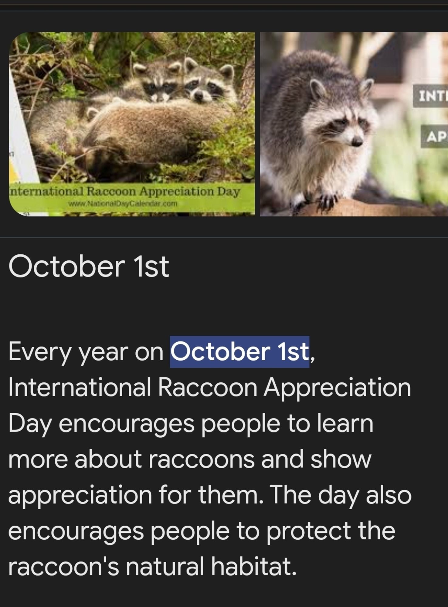 October 1st
Every year on October 1st, International Raccoon Appreciation Day encourages people to learn more about raccoons and show appreciation for them. The day also encourages people to protect the raccoon's natural habitat.