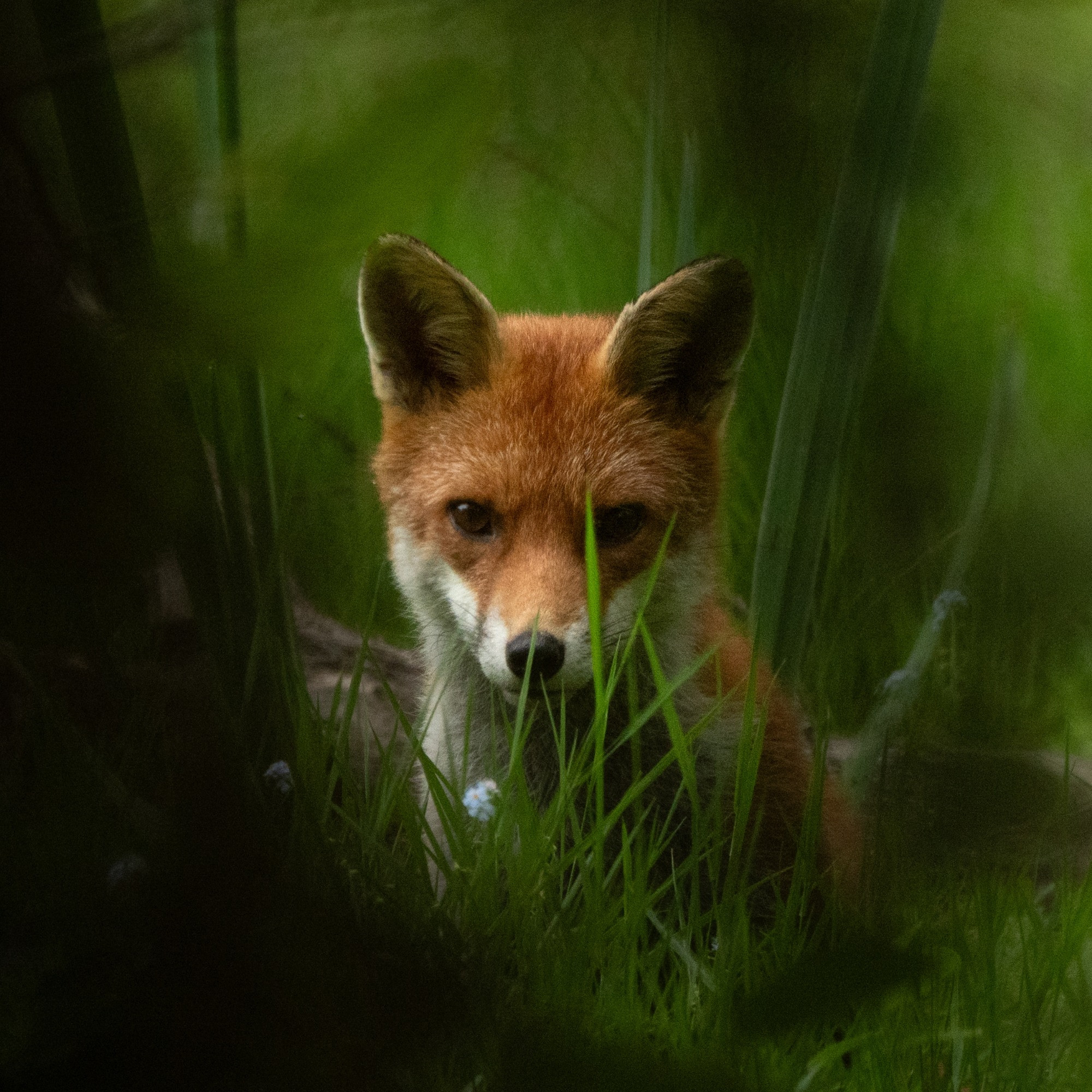 A fox staring back at me from behind long grass