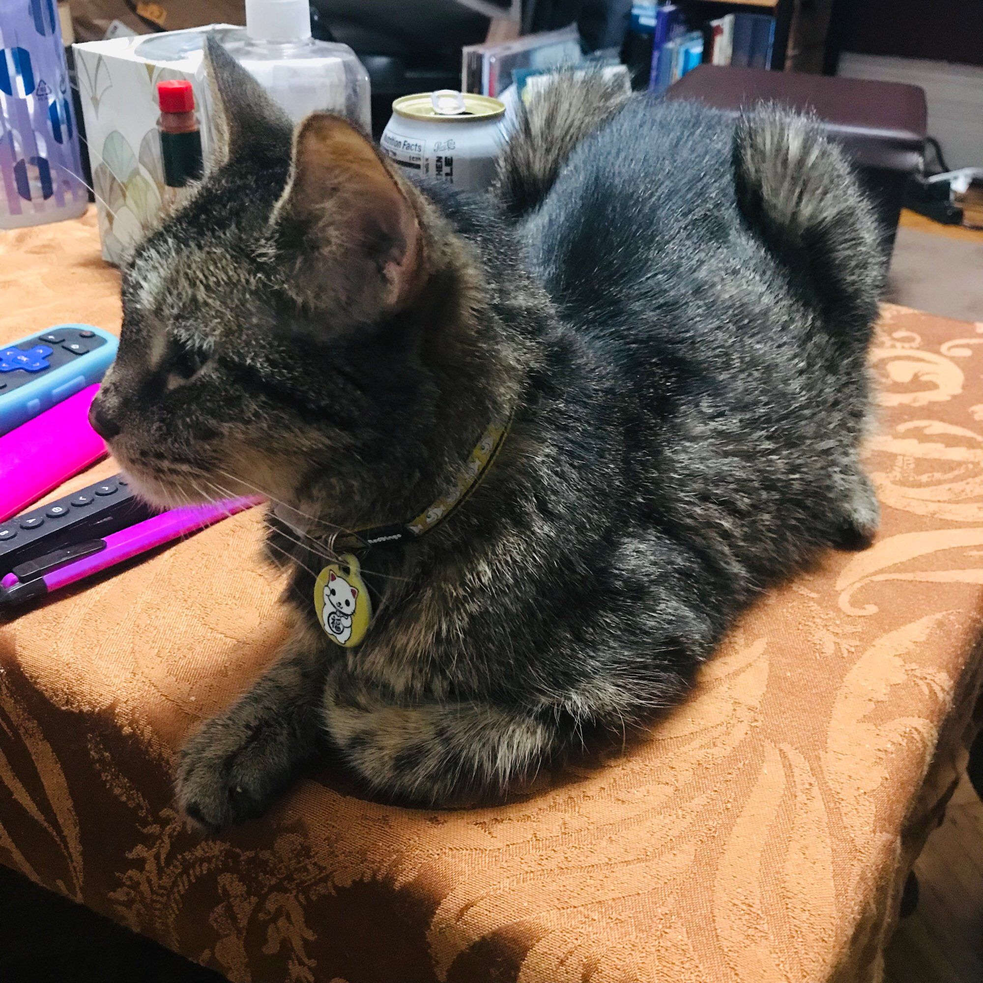 Kitty Pryde 🐈‍⬛, the black and grey striped cat, sits on the table in loaf formation.