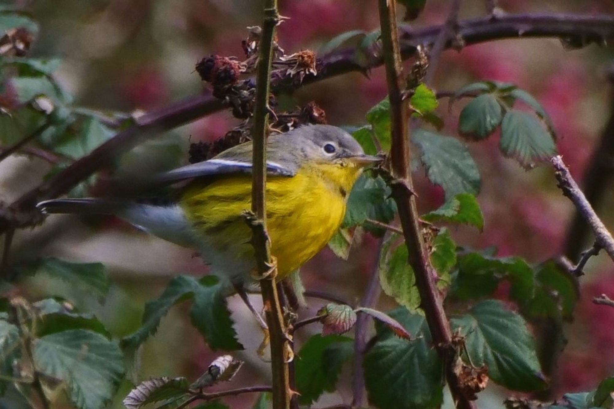 Magnolia Warbler at St Govan's Head, Pembs