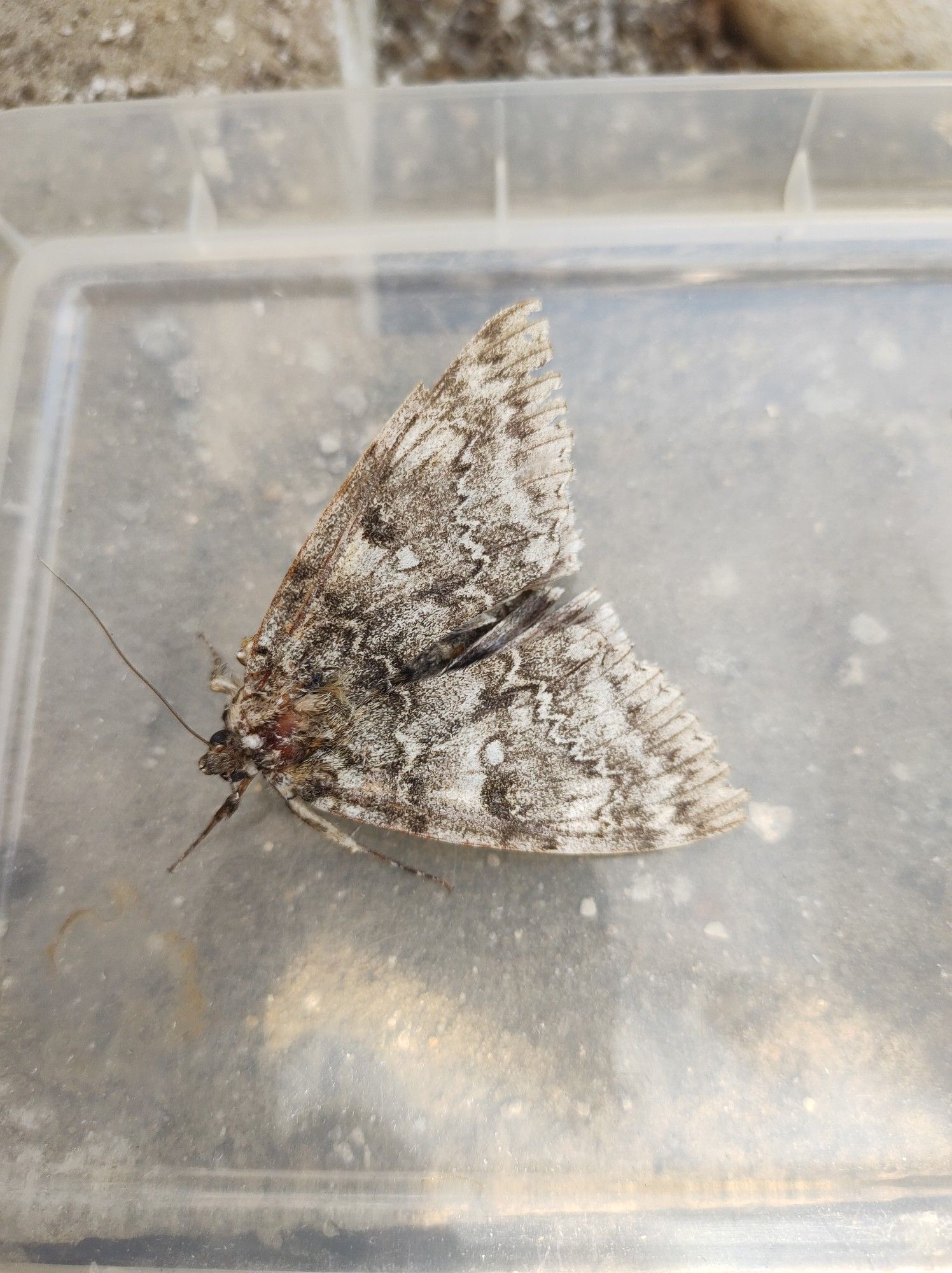 A worn Clifden Nonpareil moth aka Blue Underwing