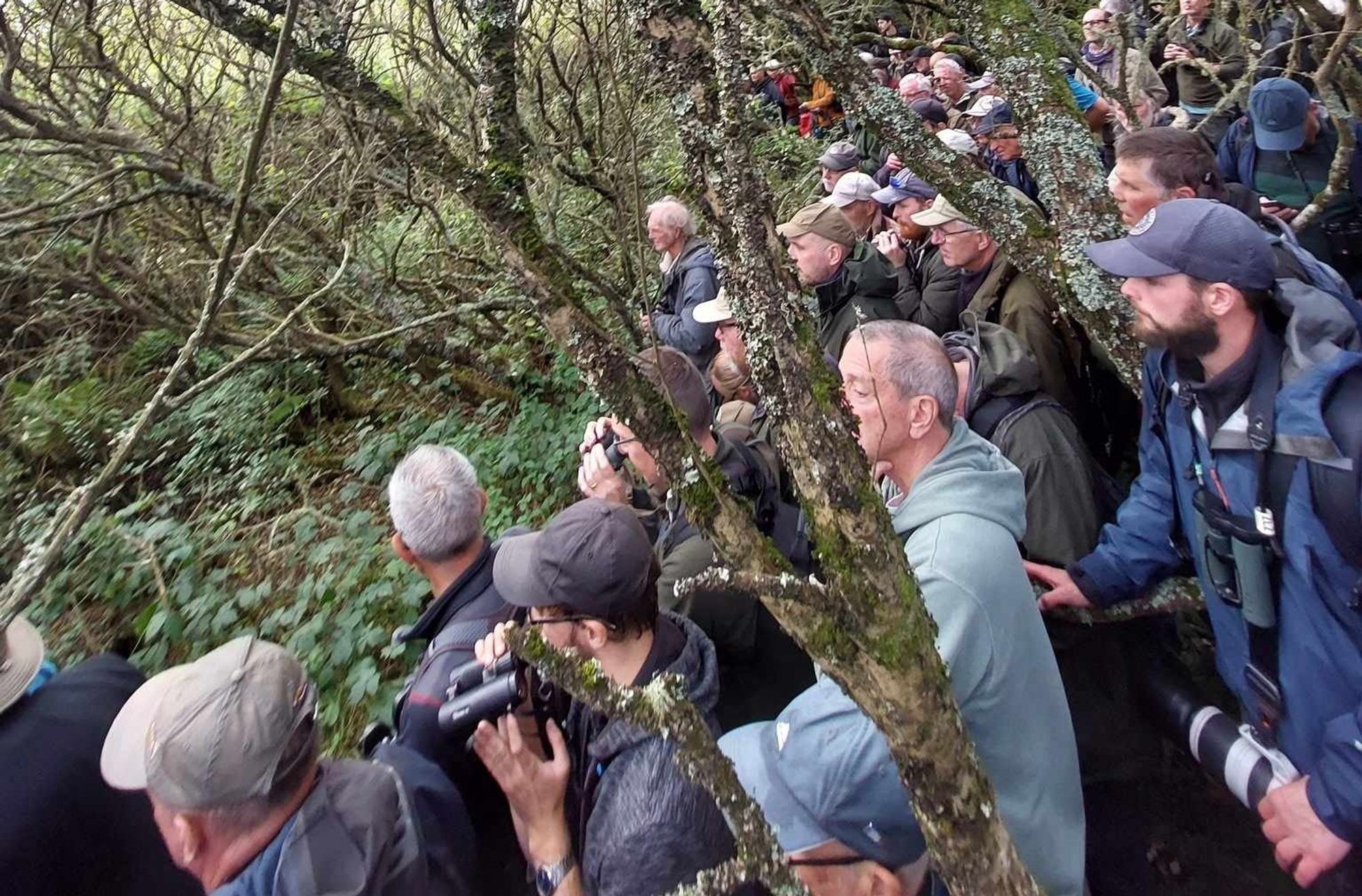 Canada Warbler twitch near St Govan's Head, Pembs. I didn't manage to get a photo of the warbler!