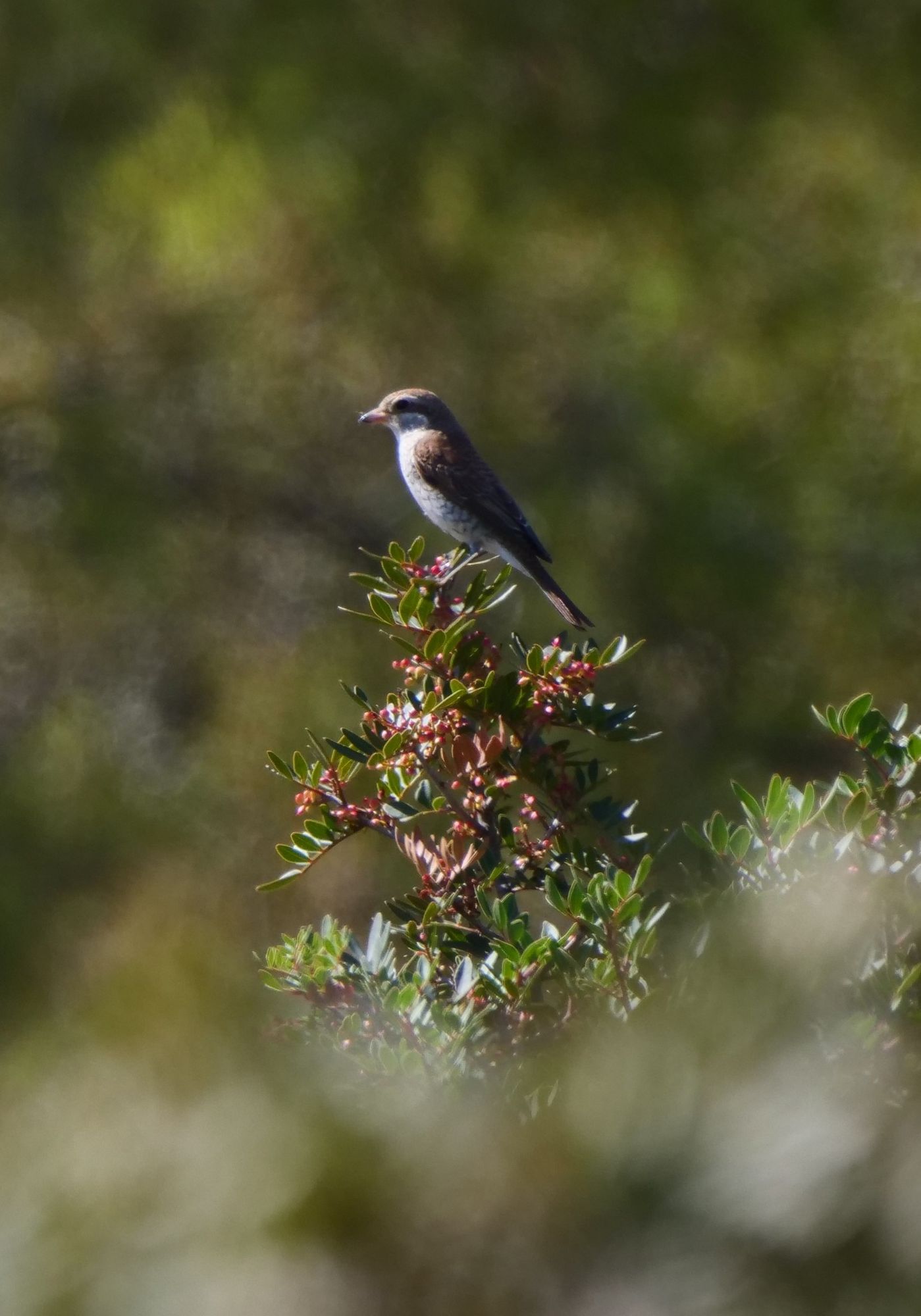 A Red-backed Shrike perched up on a shrub