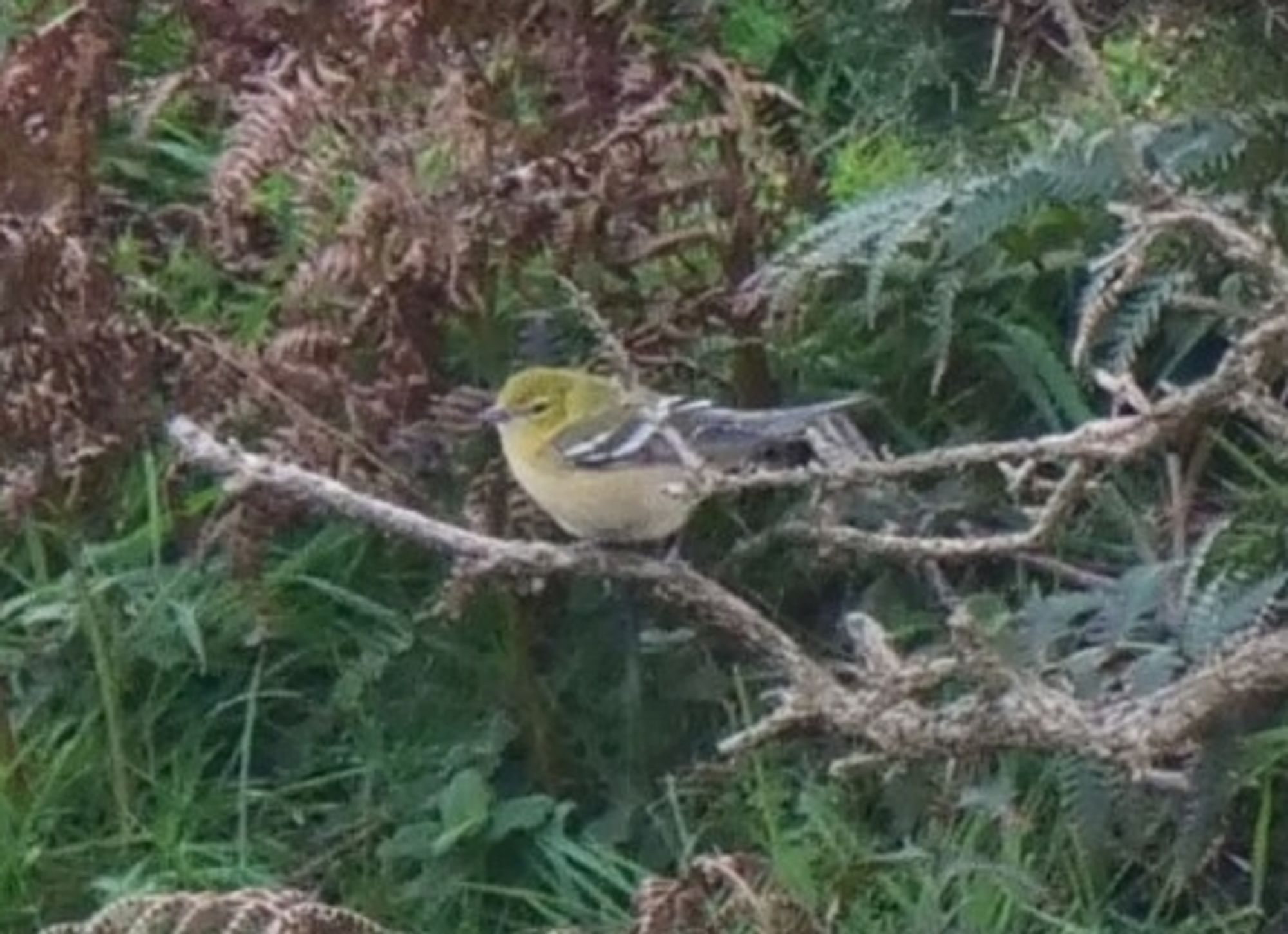 Bay-breasted Warbler on RSPB Ramsey Island, Pembs