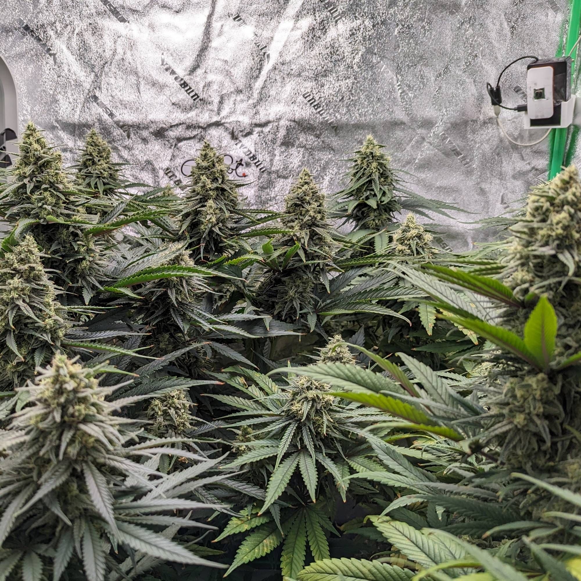 A dozen mature cannabis plants nearing the end of their flowering, showing large full bouquets.