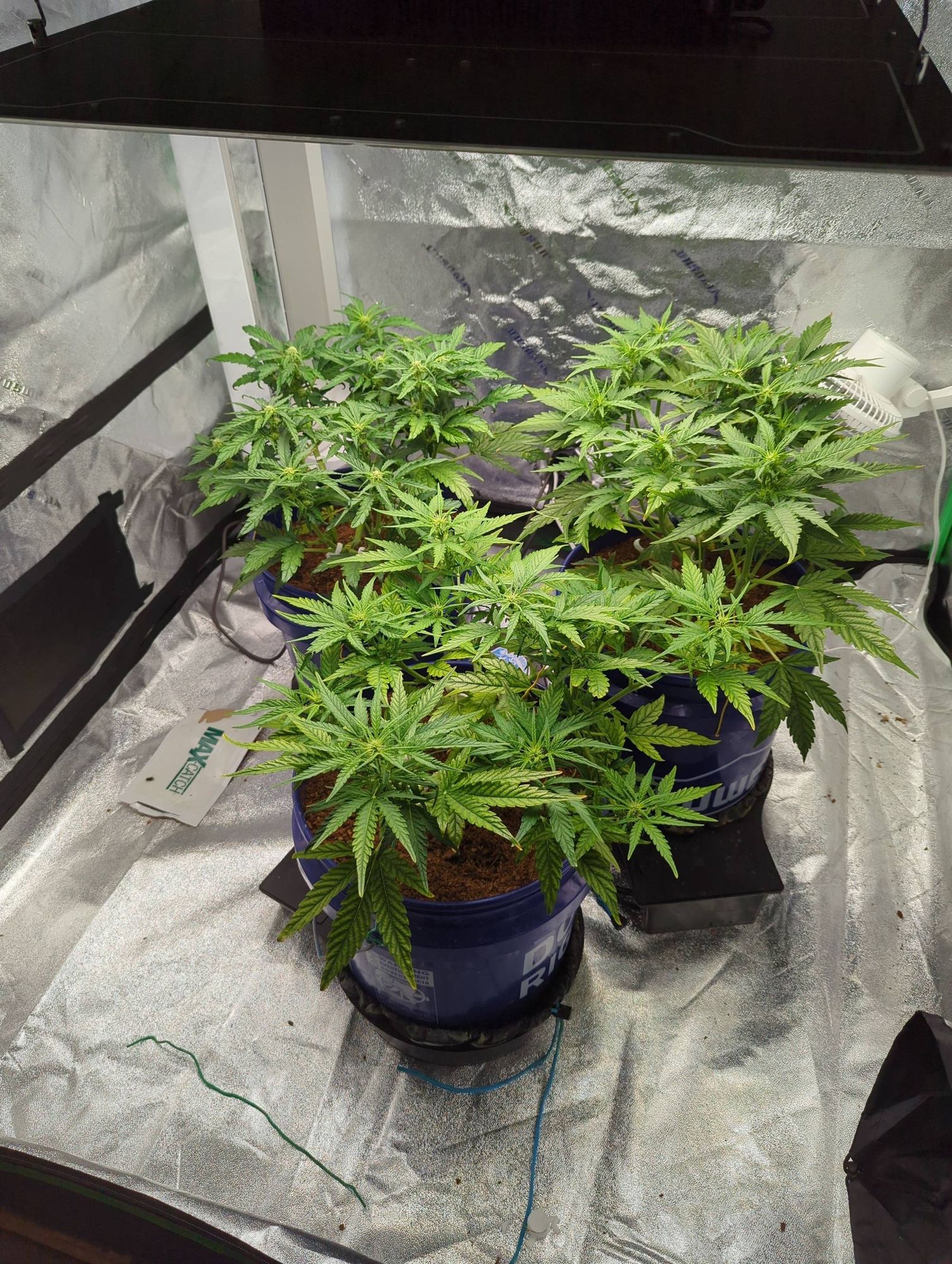 Three short and young but bushy cannabis plants inside a reflective tent. The plant is beginning to flower and some leaves are yellowing.