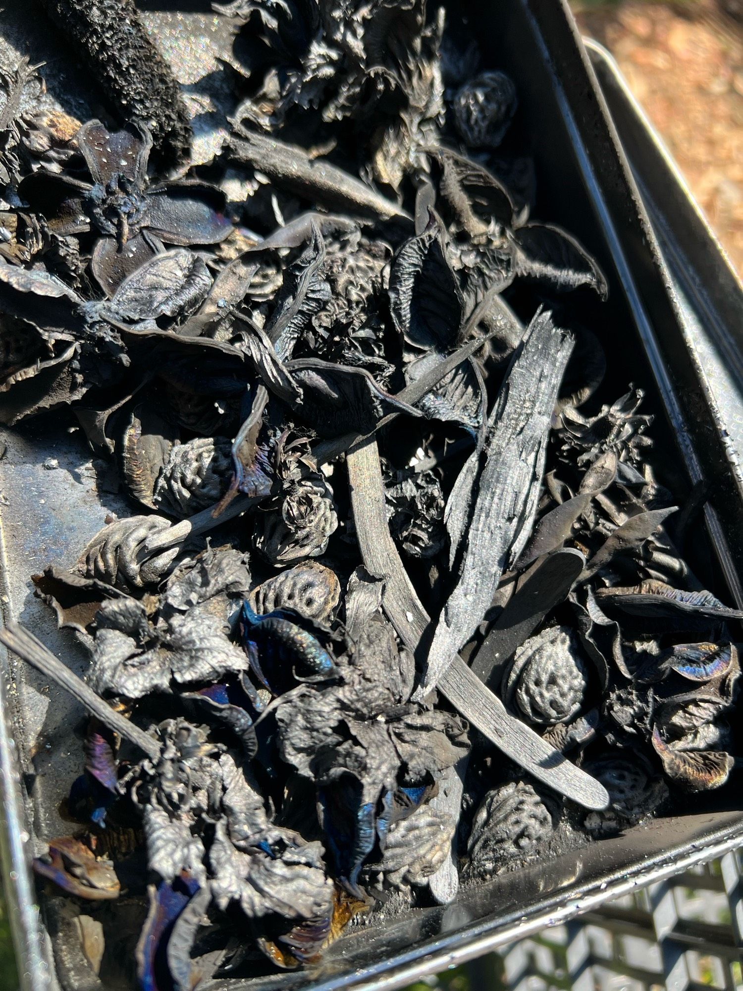 Cotton calyces, apricot pits, corn cobs, popsicle sticks, and some floral material are depicted here, fully pyrolized (turned into a clean type of charcoal suited for agricultural use, called biochar). The materials are almost entirely black except for the brilliant teal, purple, and gold accents on some pieces of char (primarily the cotton calyces).