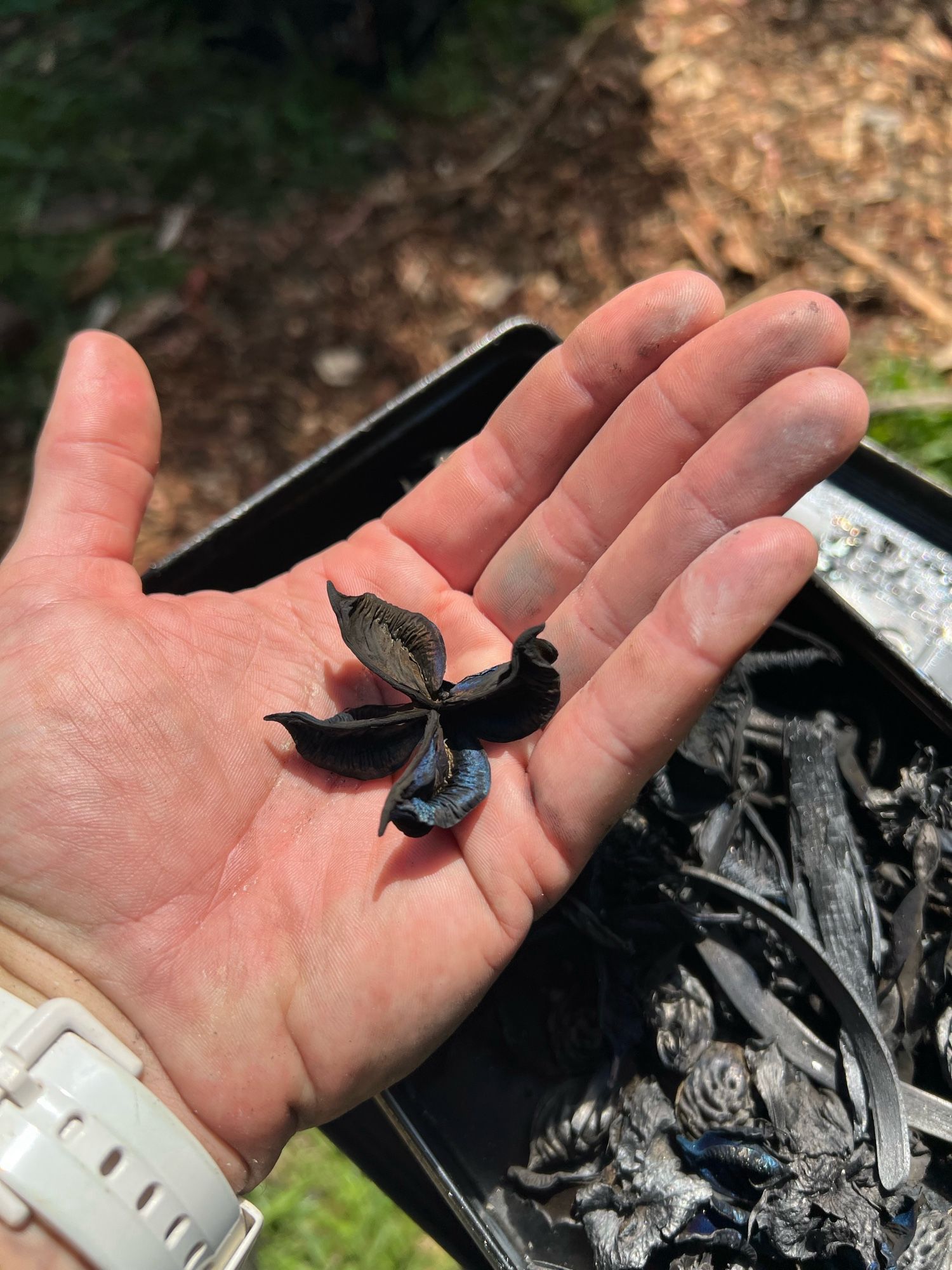 One pyrolized cotton calyx held in the hand of the OP. The charred calyx has no ash, but is completely black with teal, purple, and gold accents. Some biomass reacts this way, possibly due to trapped singlet electrons on the surface of the material, and seems to correlate with the oil content of plant material. The photo does little justice to the quality of the indigo iridescence. The tin of charred items from the first photo is just behind OP’s hand, out of focus. A mulched path and grass is also visible but very out of focus.