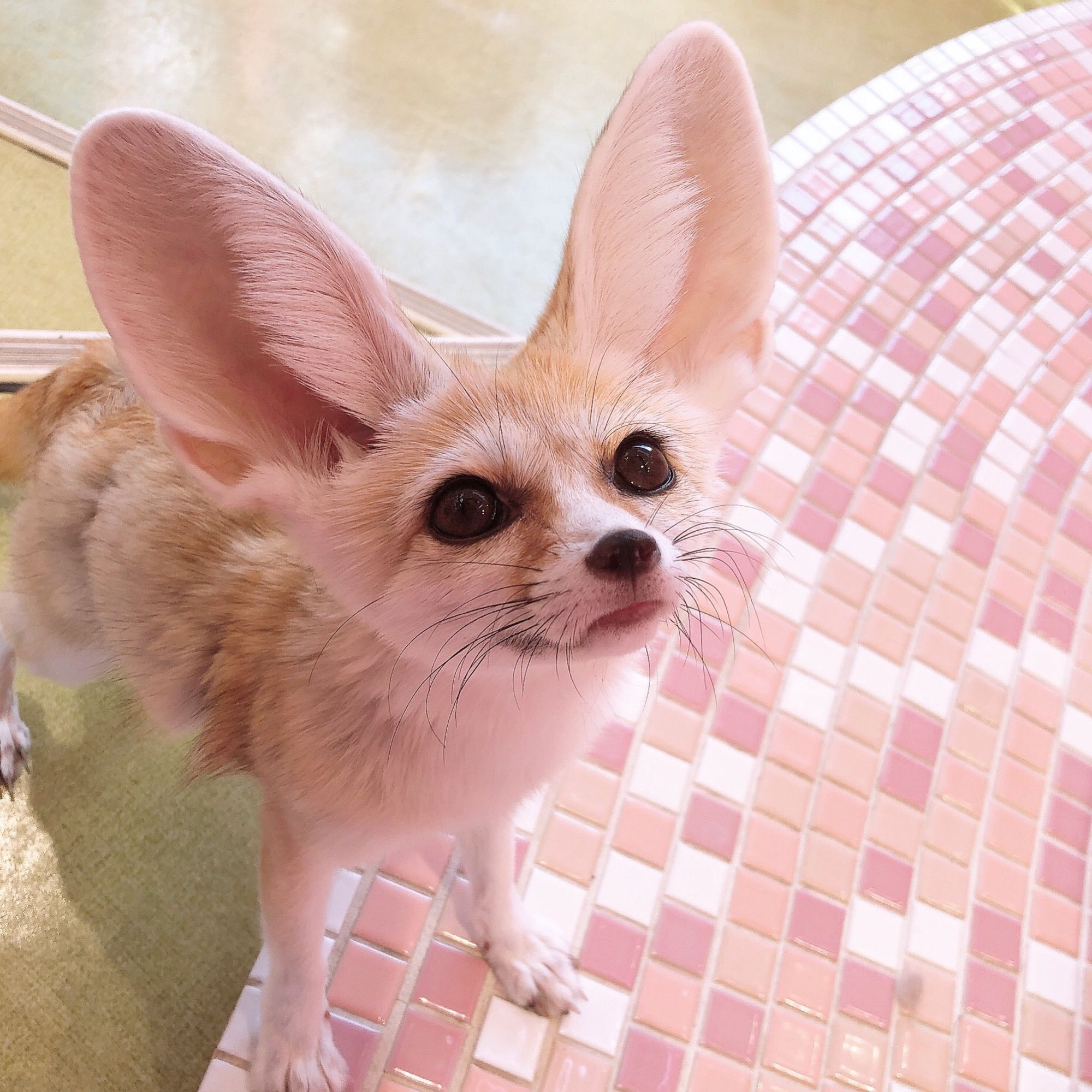 A photo of a fennec fox, standing up on all fours and looking happily up at the viewer.