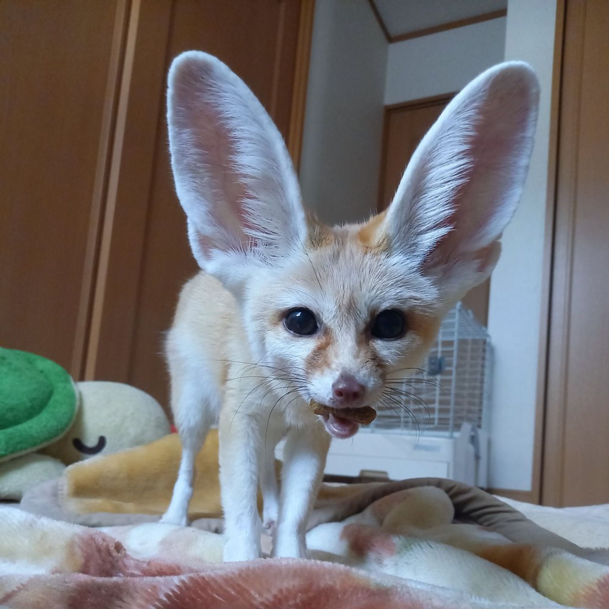 A photo of a fennec fox, standing around while looking at the viewer. The fennec is holding a treat in its mouth.