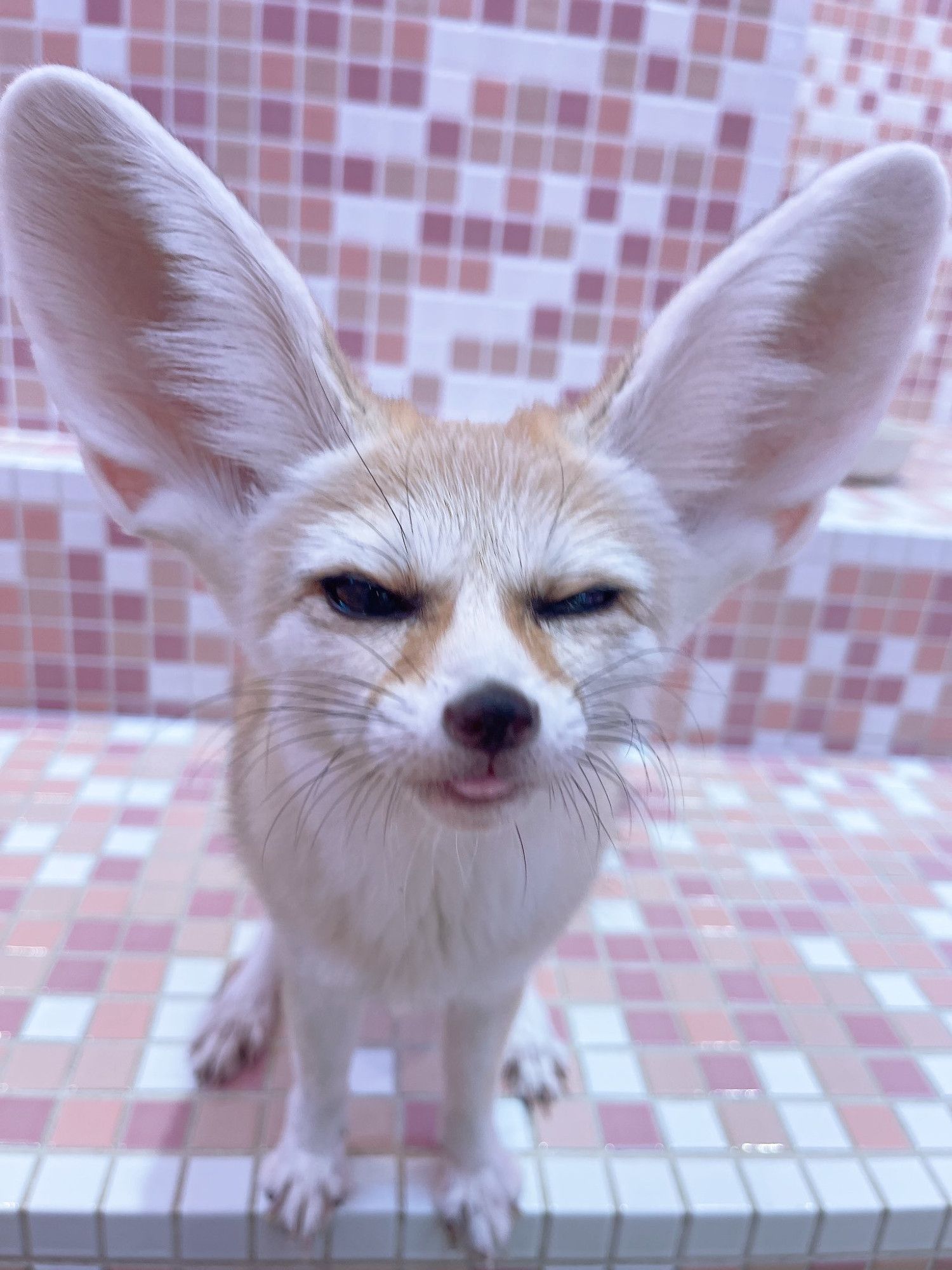 A photo of a fennec fox, looking grumpy with its tongue sticking out.