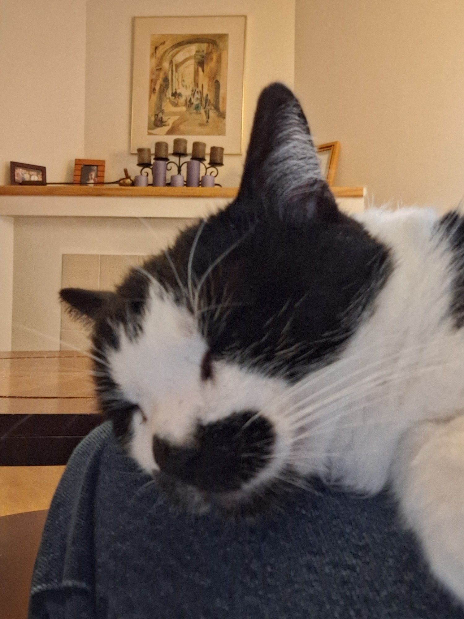 Otis B. Driftwood, a tuxedo cat, sleeps on my lap,as he does at every opportunity.