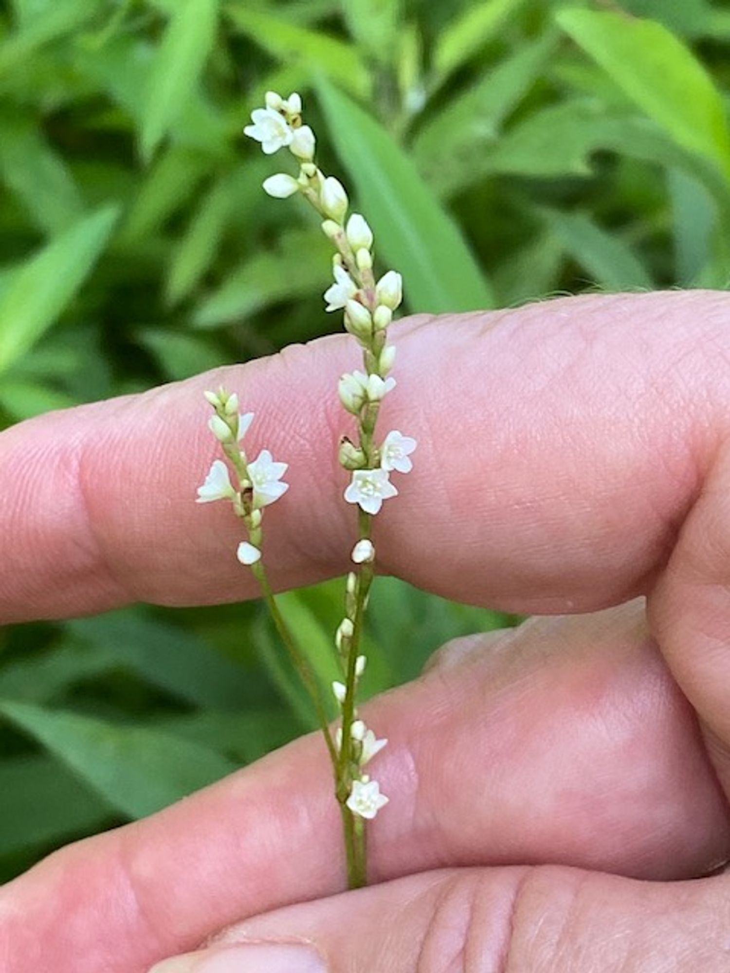 Persicaria