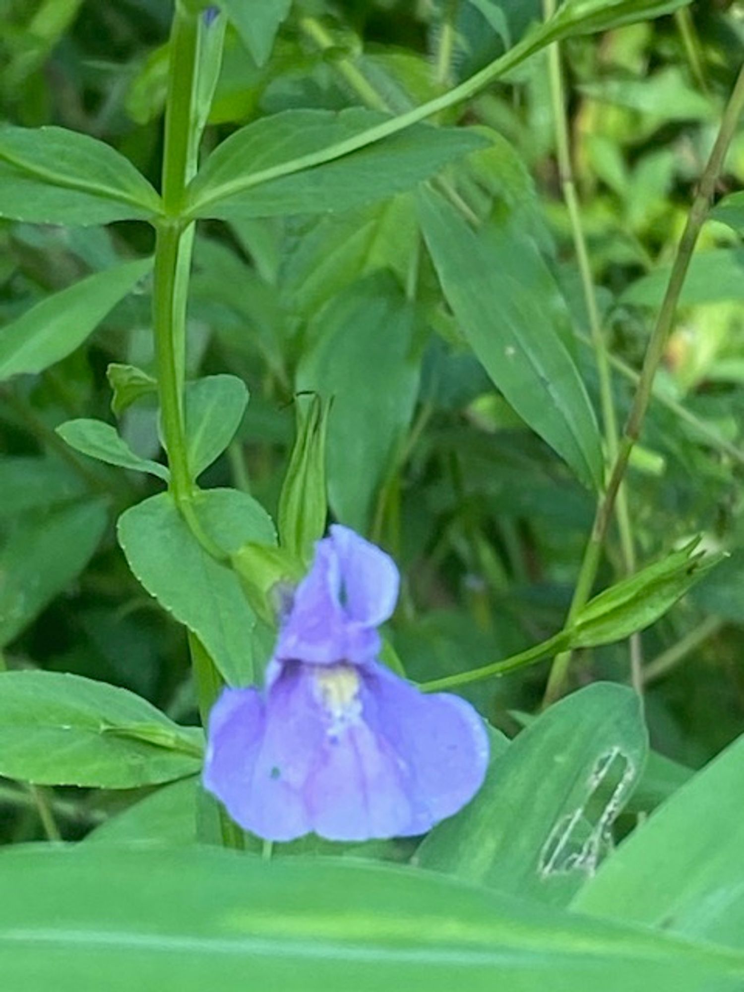 Mimulus ringens
Allegheny monkeyflower