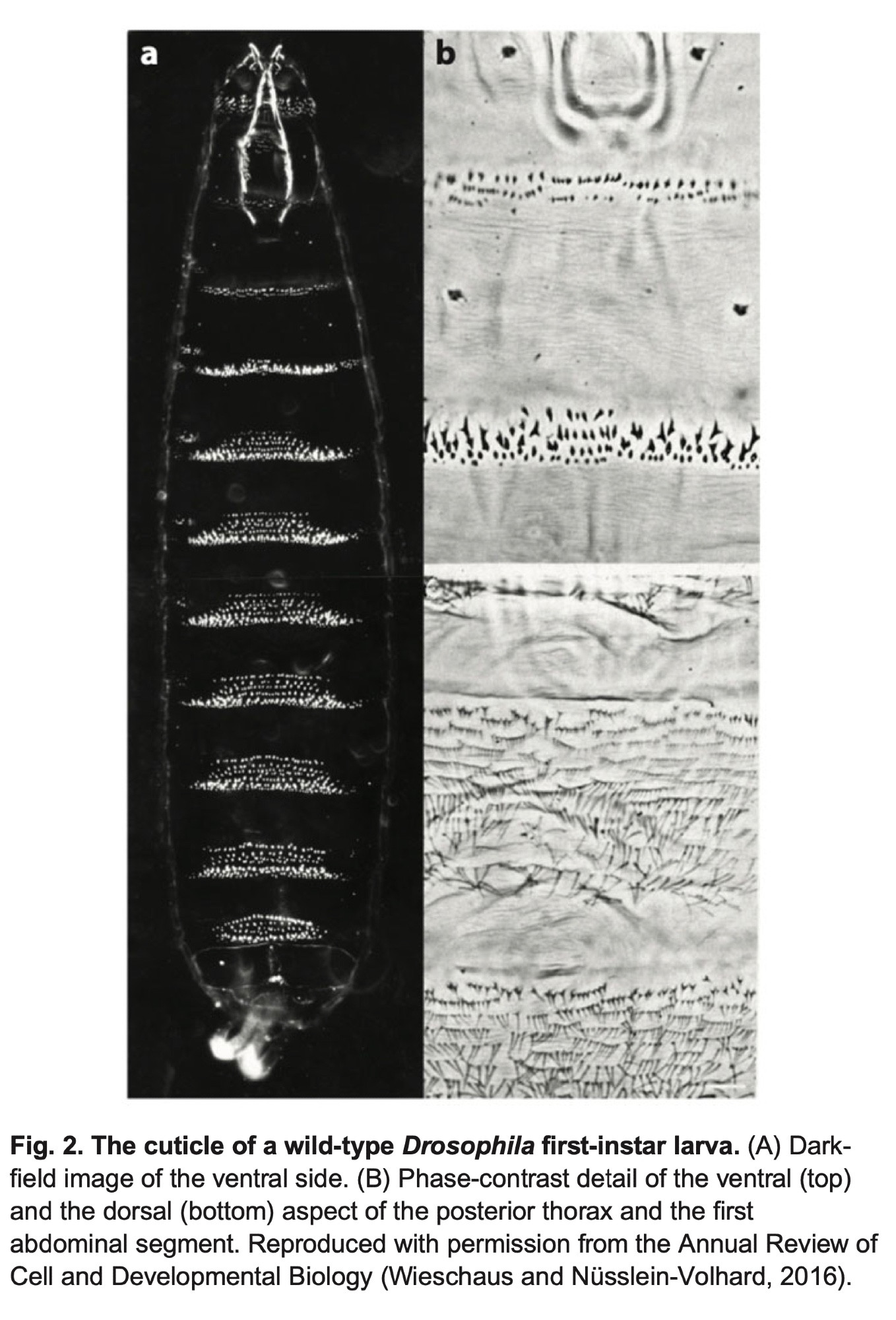 cuticle of a drosophila larvae with a closeup