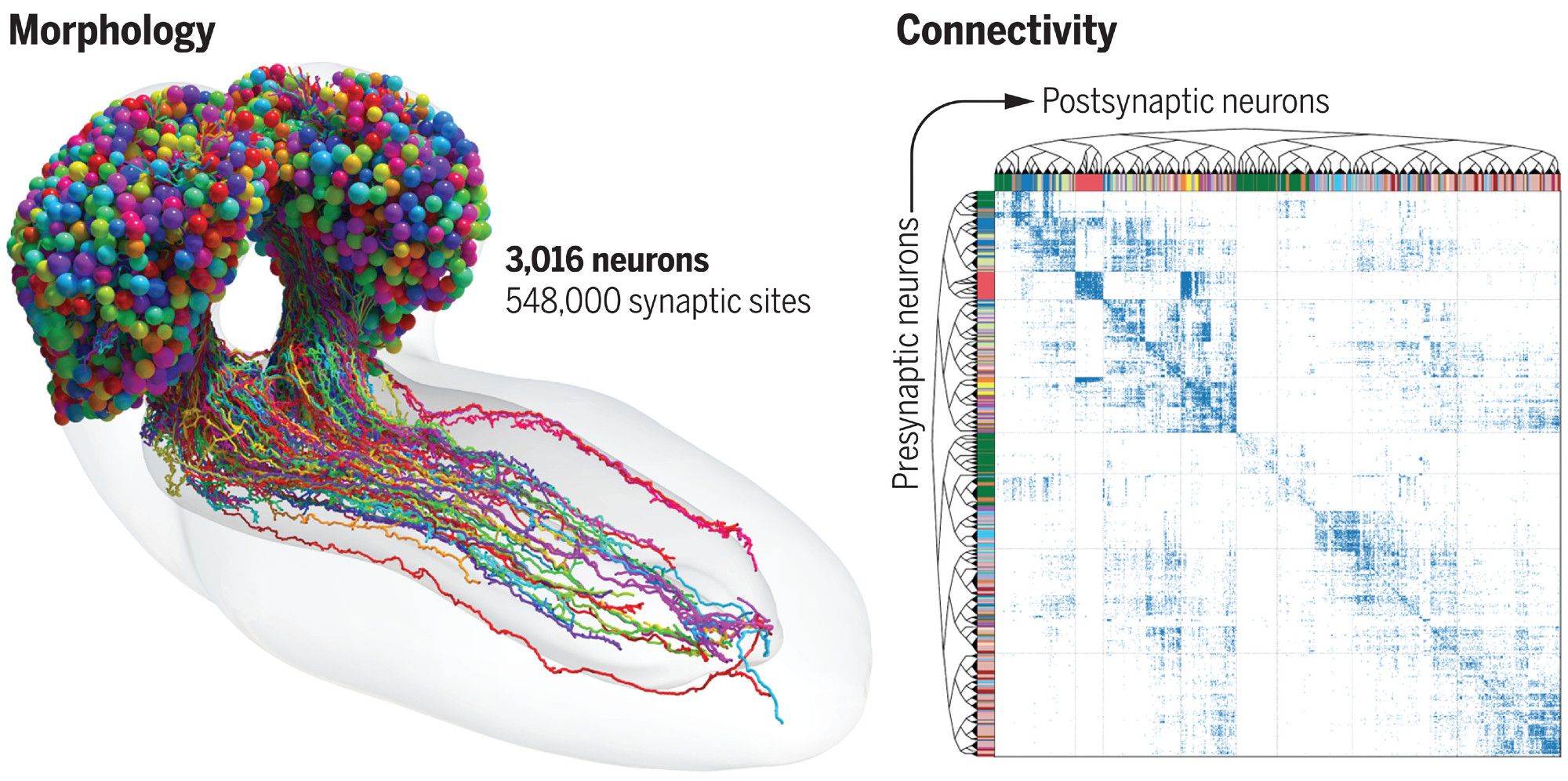 Figure from link showing the 3016 neurons in the central brain and the synaptic connections revealed