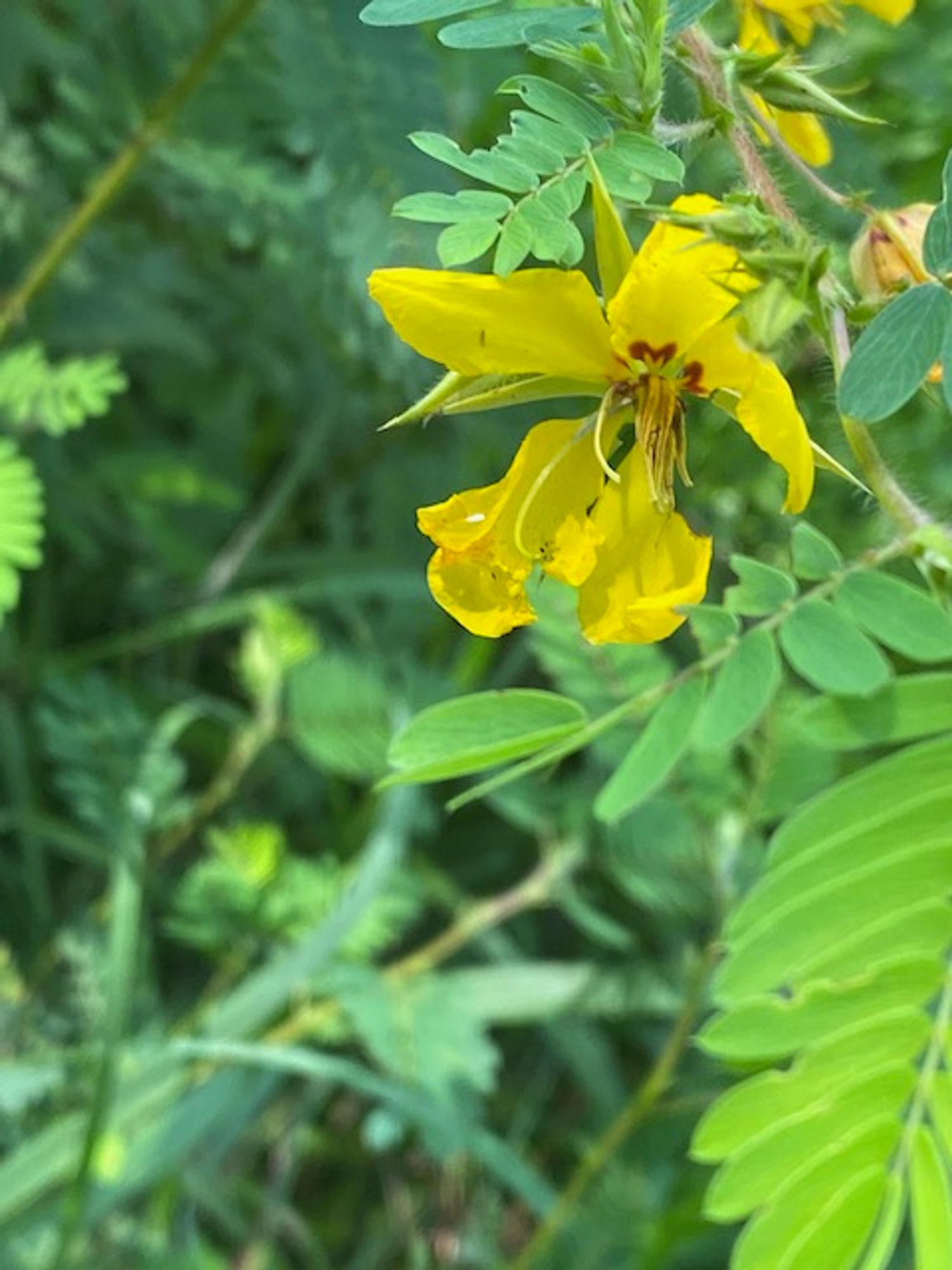 Chamaecrista fasciculata
common partridge-pea